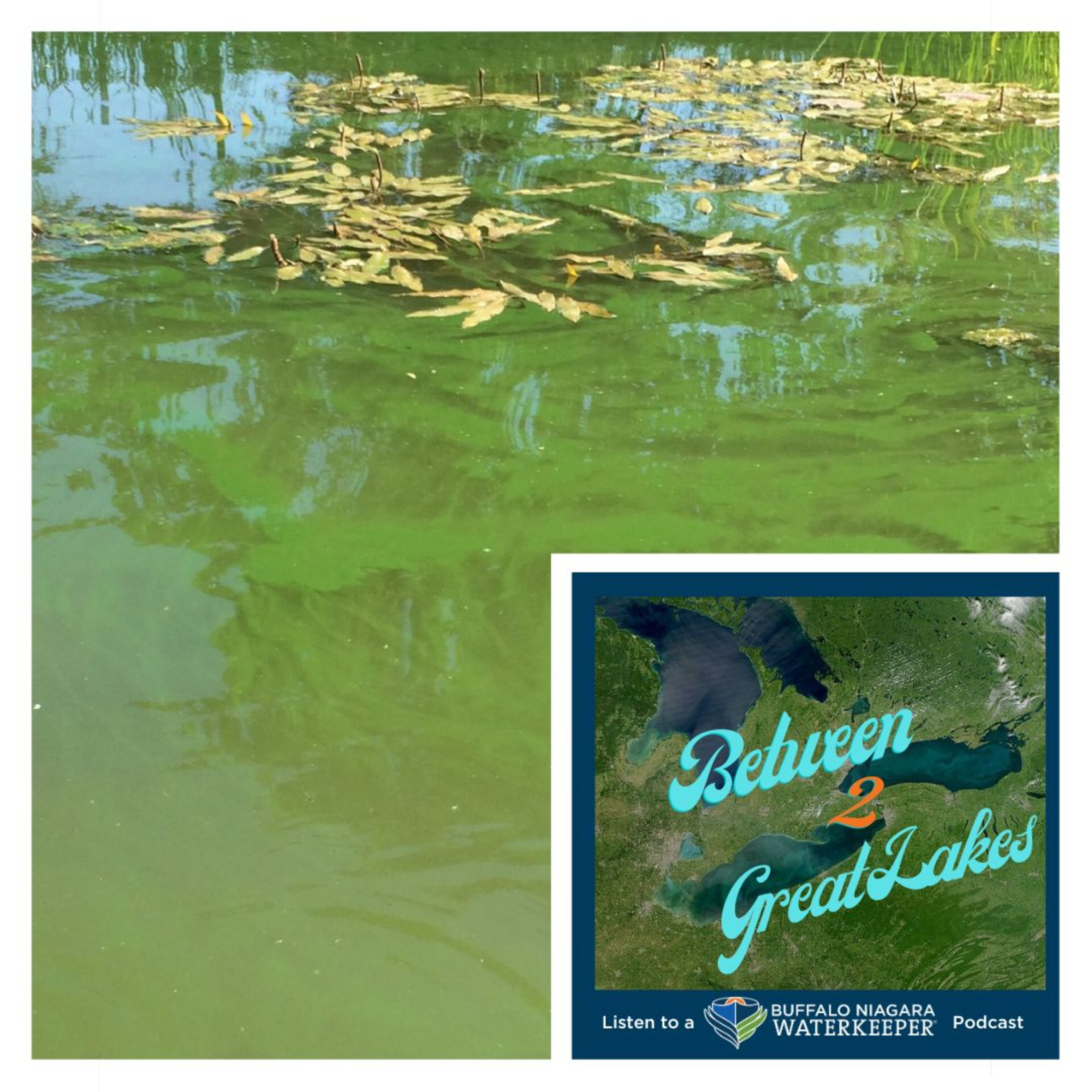 Don't touch the green water episode artwork