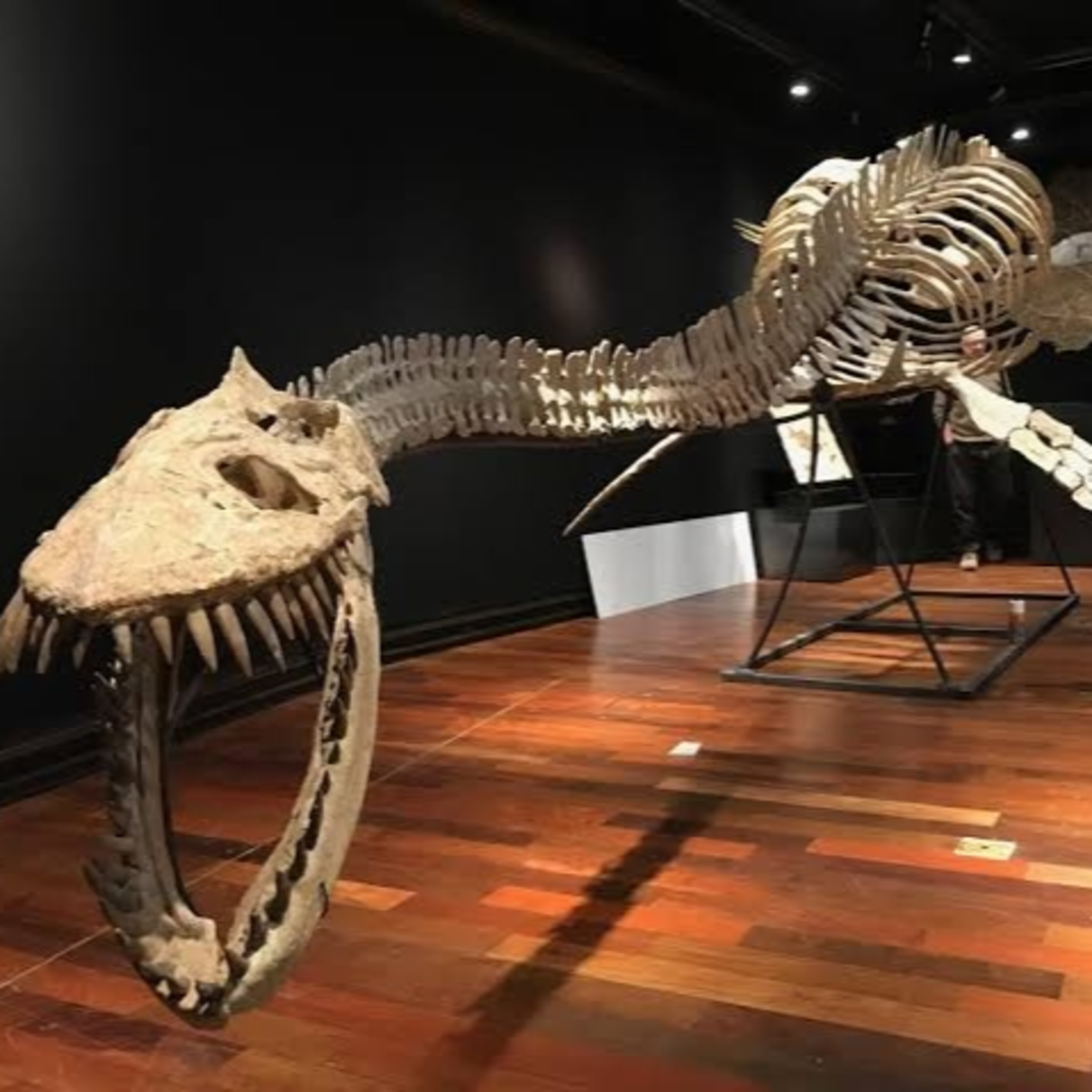 The Elasmosaur episode artwork