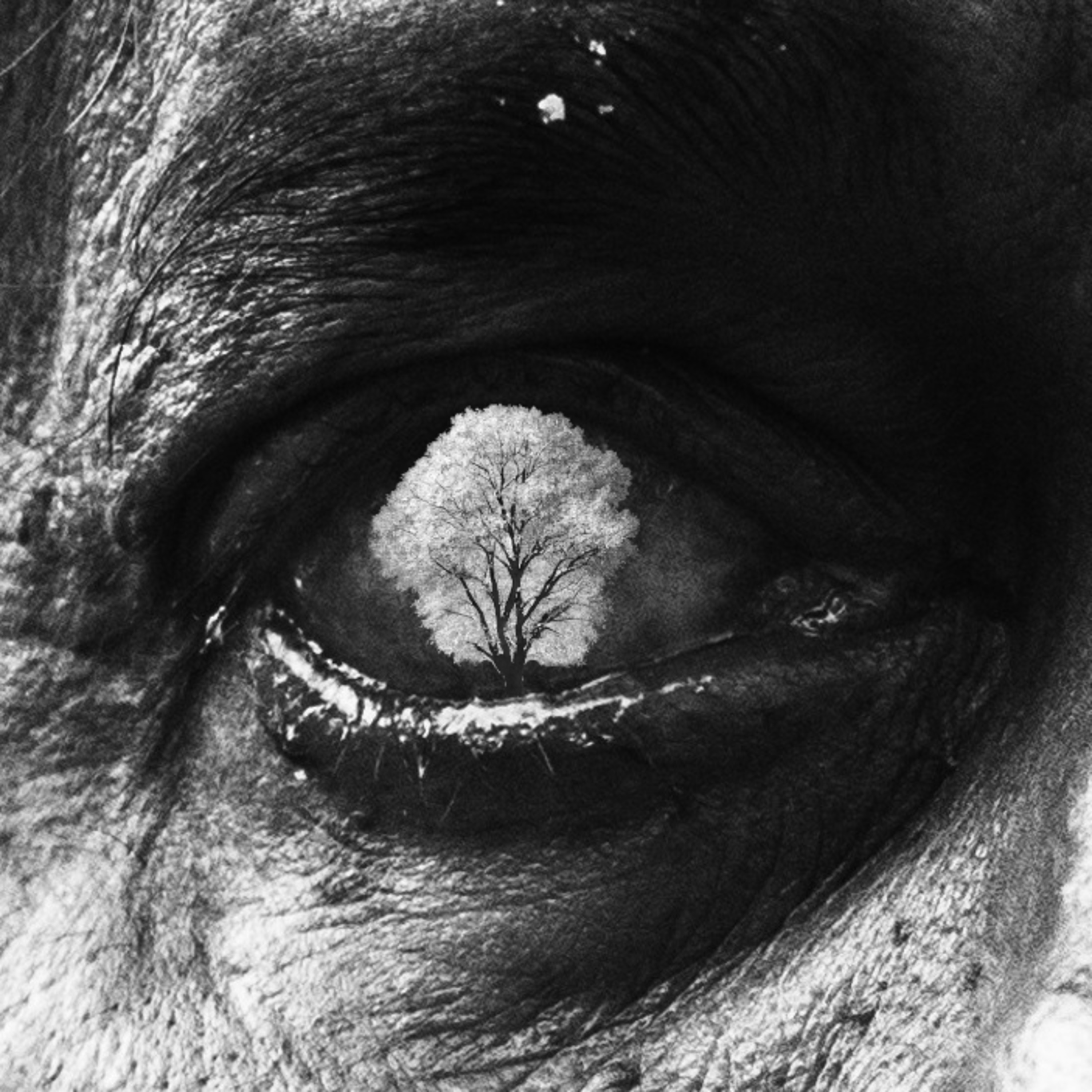 CITIZENS: An Epic Post-Apocalyptic Series