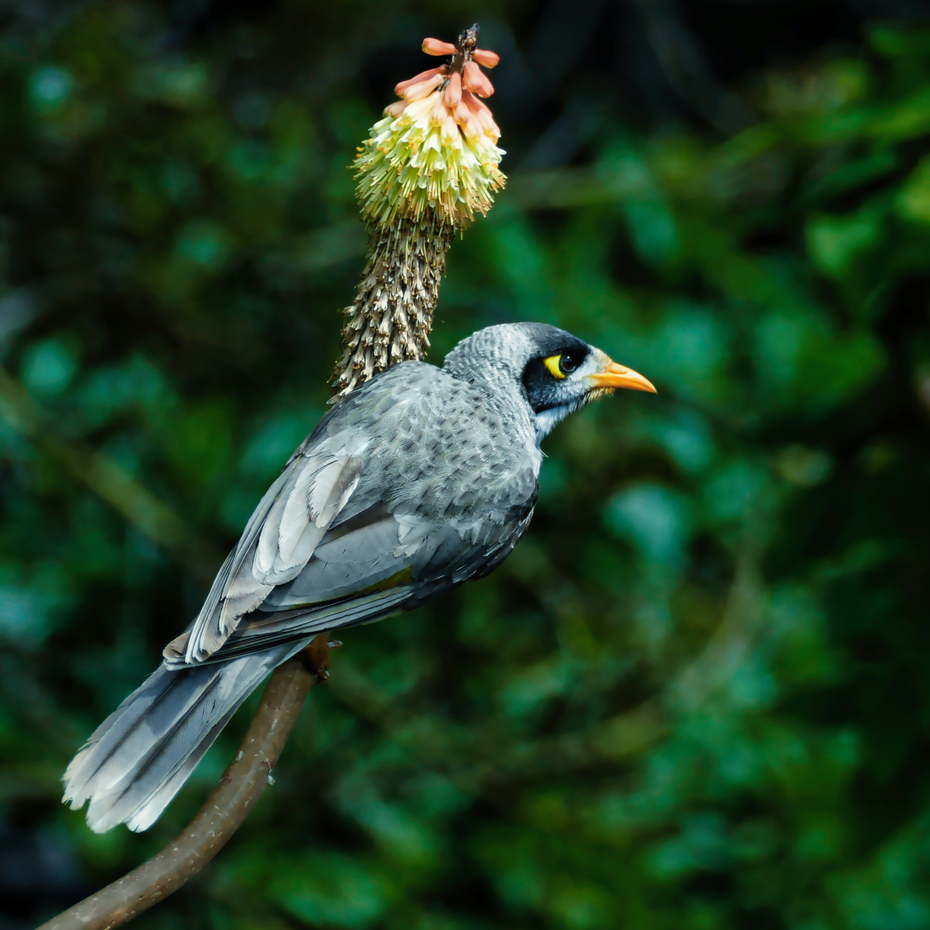 The Noisy Miner bird episode artwork