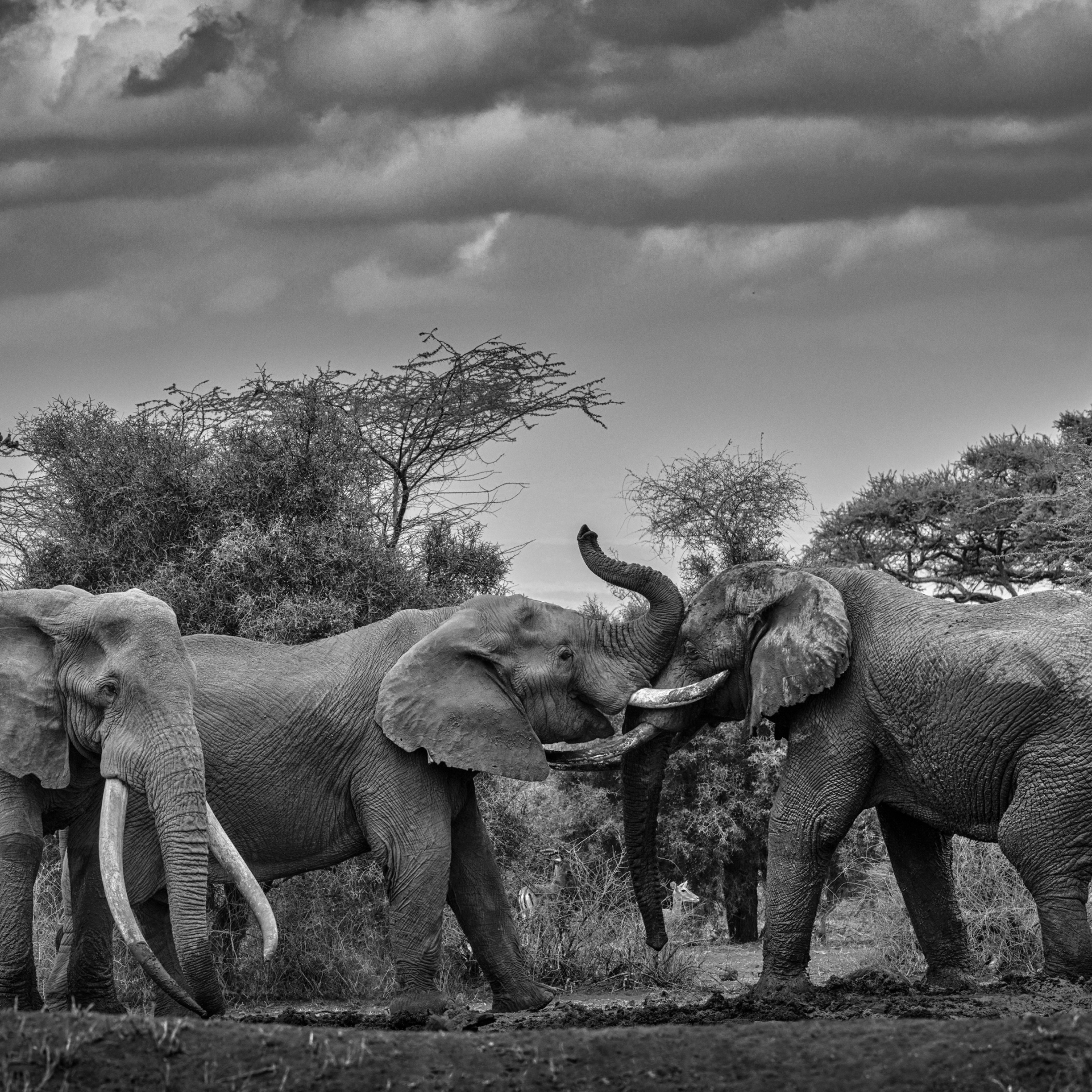 The Elephant Gangsters