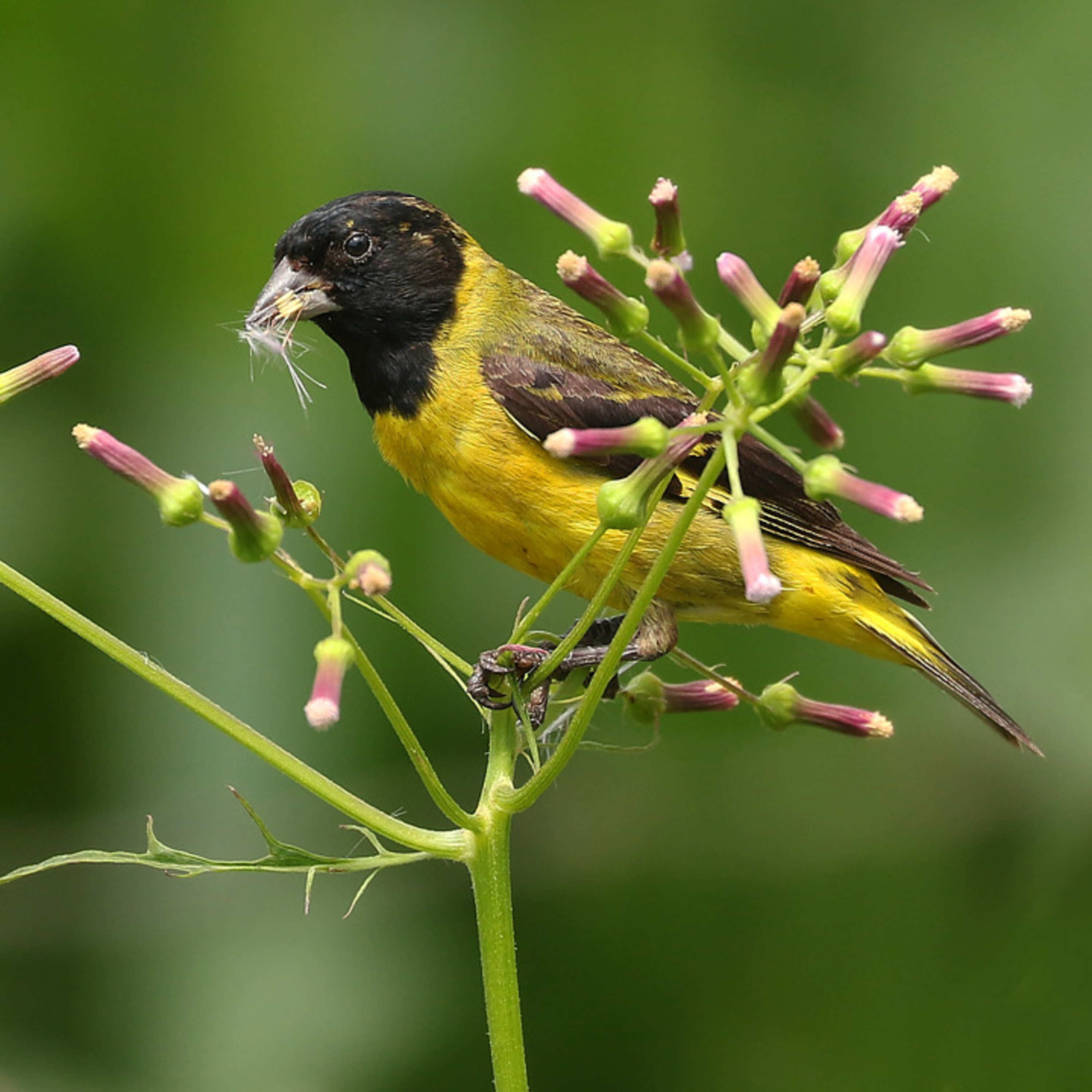 Pintassilgo canta e encanta com habilidade de imitar Pintassilgo canta e encanta com habilidade de imitar