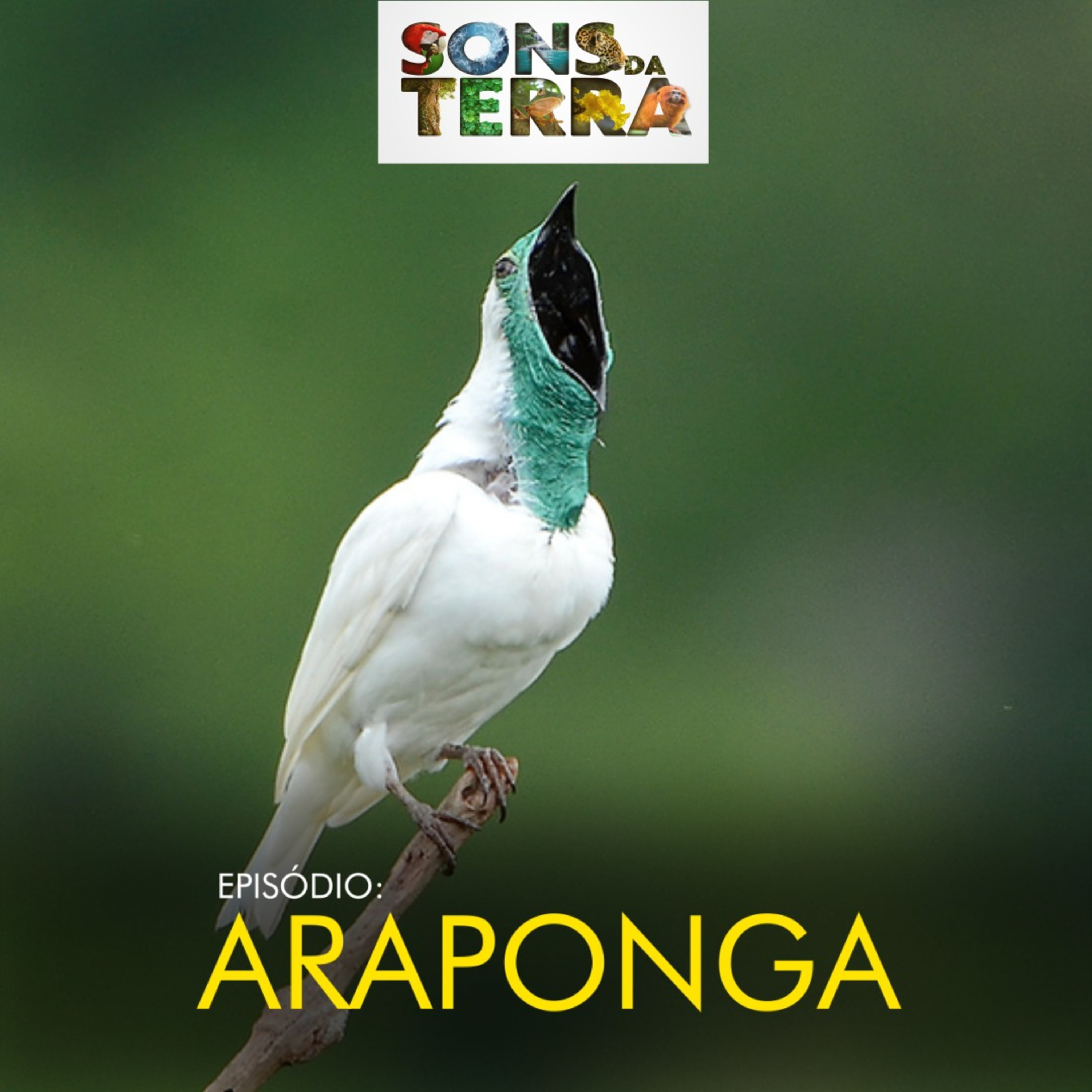 Araponga: a ave que emite som alto e metálico pela mata episode artwork