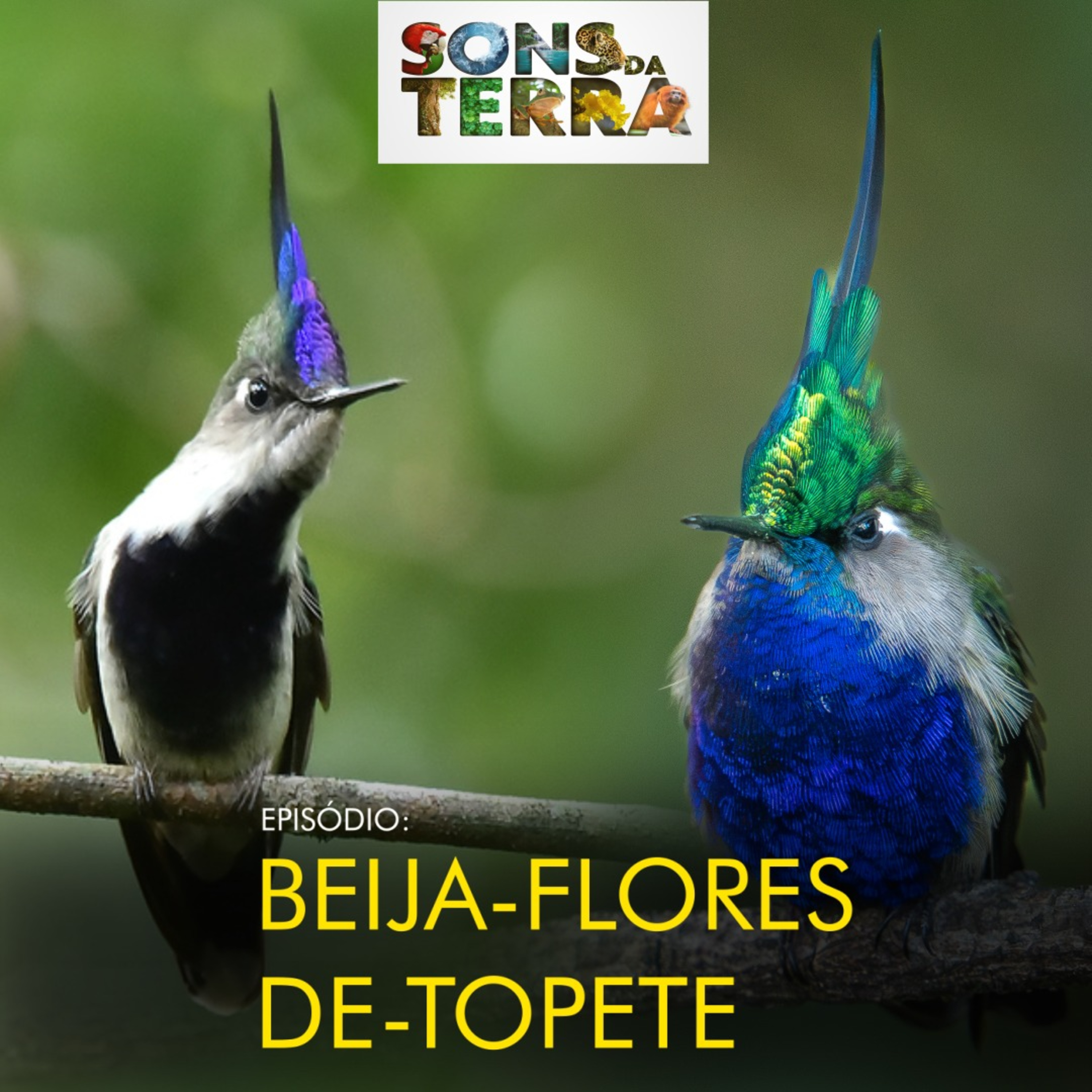 Beija-flores-de-topete: os tesouros das montanhas episode artwork