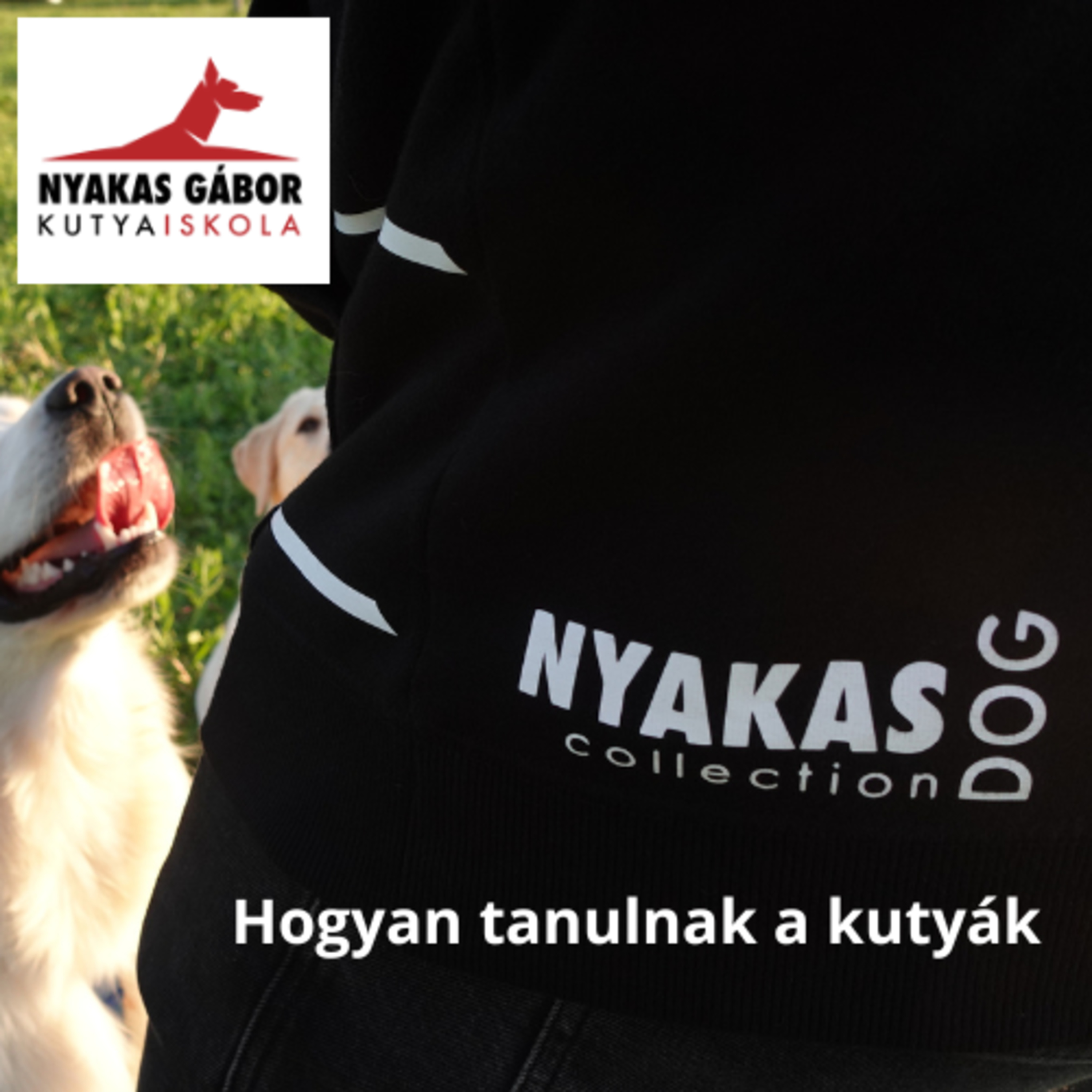 Nyakas Gábor Kutya Brancs