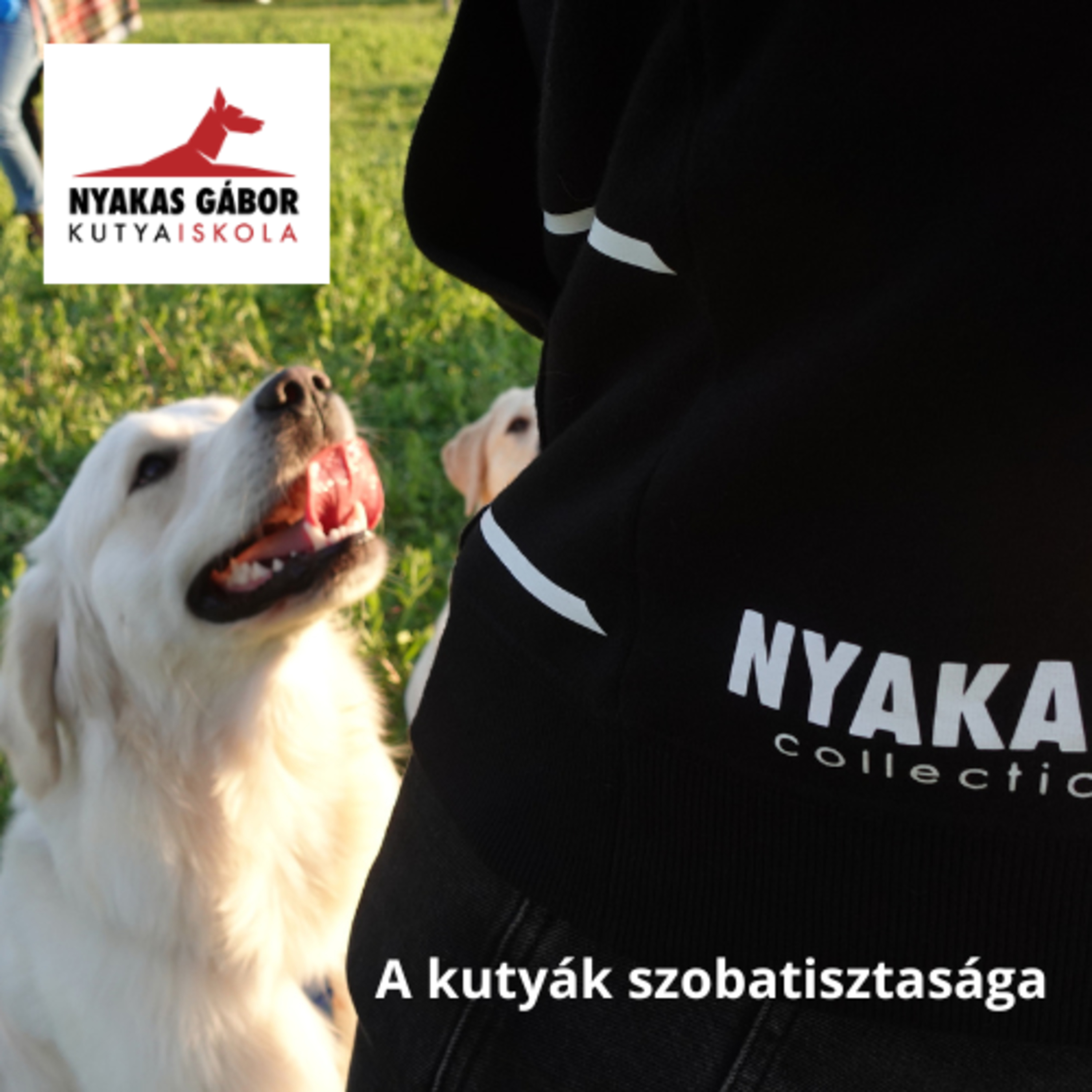 Nyakas Gábor Kutya Brancs