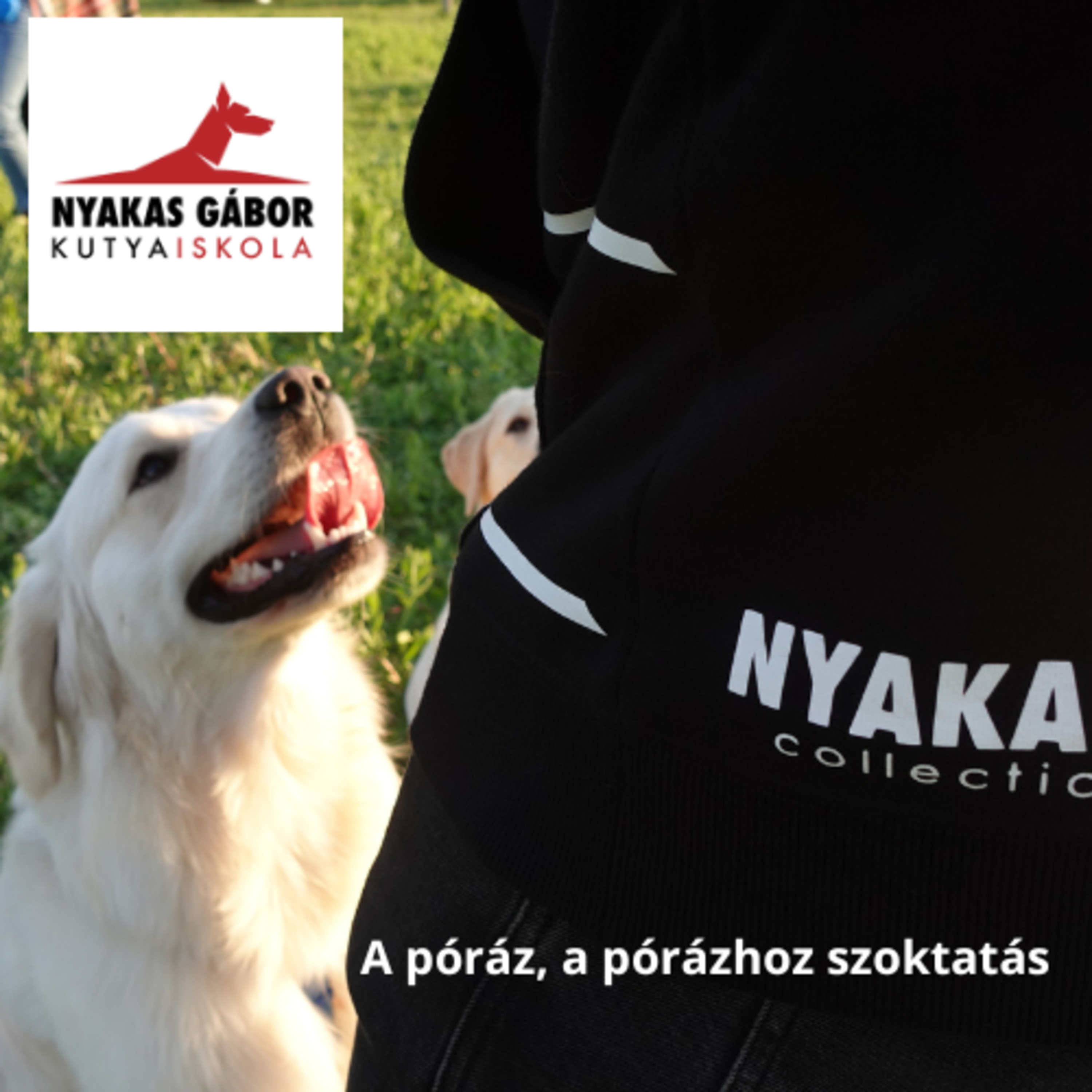 Nyakas Gábor Kutya Brancs