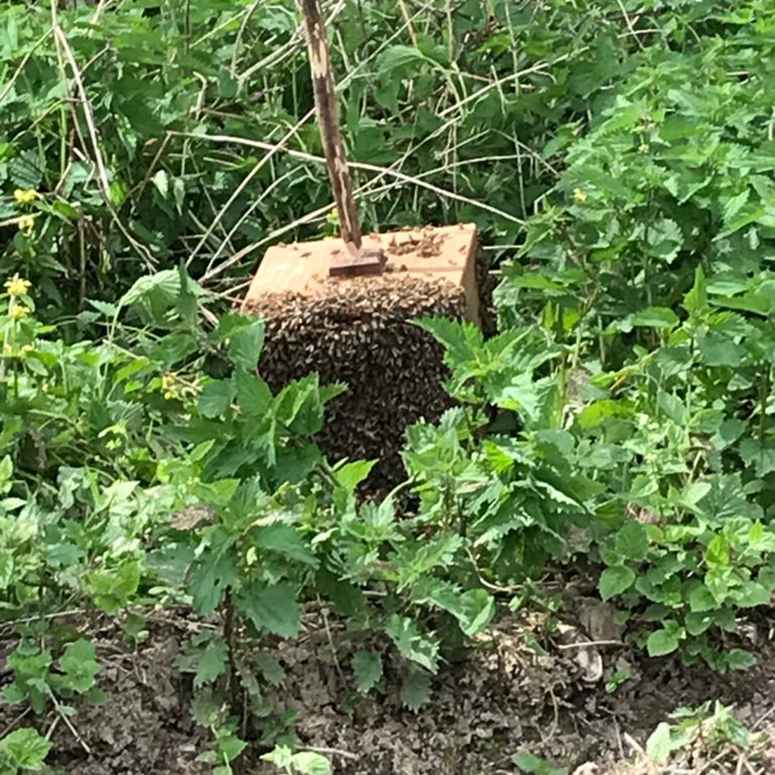 Die Bienen sind ausgebrochen ( 5 ) episode artwork