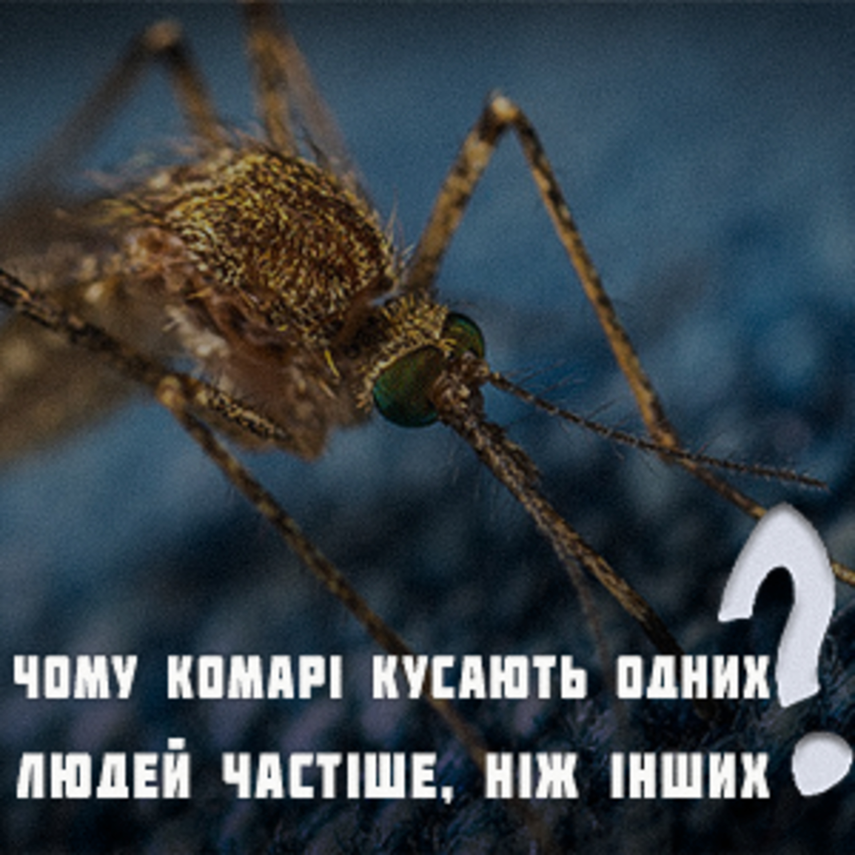 🦟Чому комарі кусають одних людей частіше, ніж інших?  episode artwork