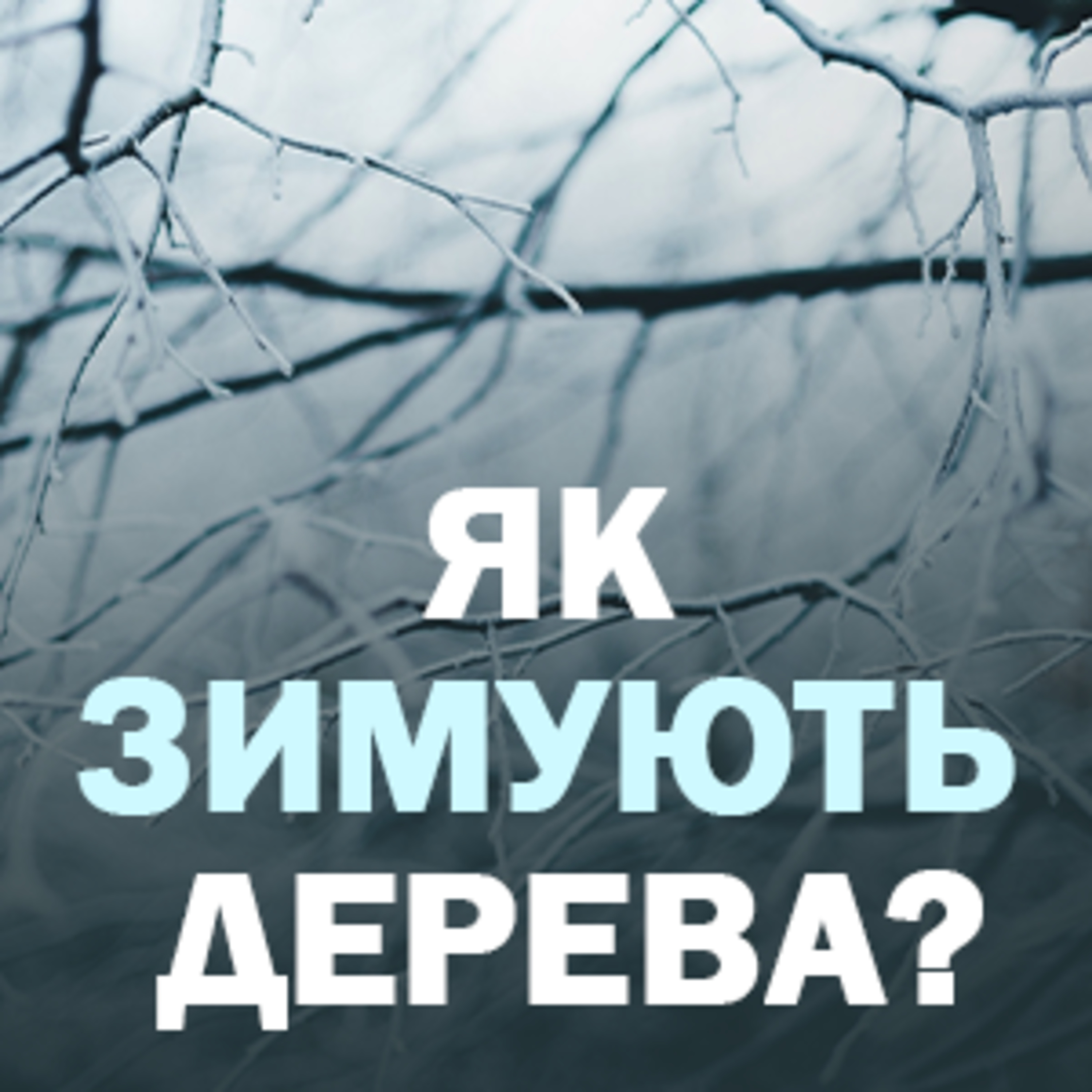 Як зимують дерева? episode artwork