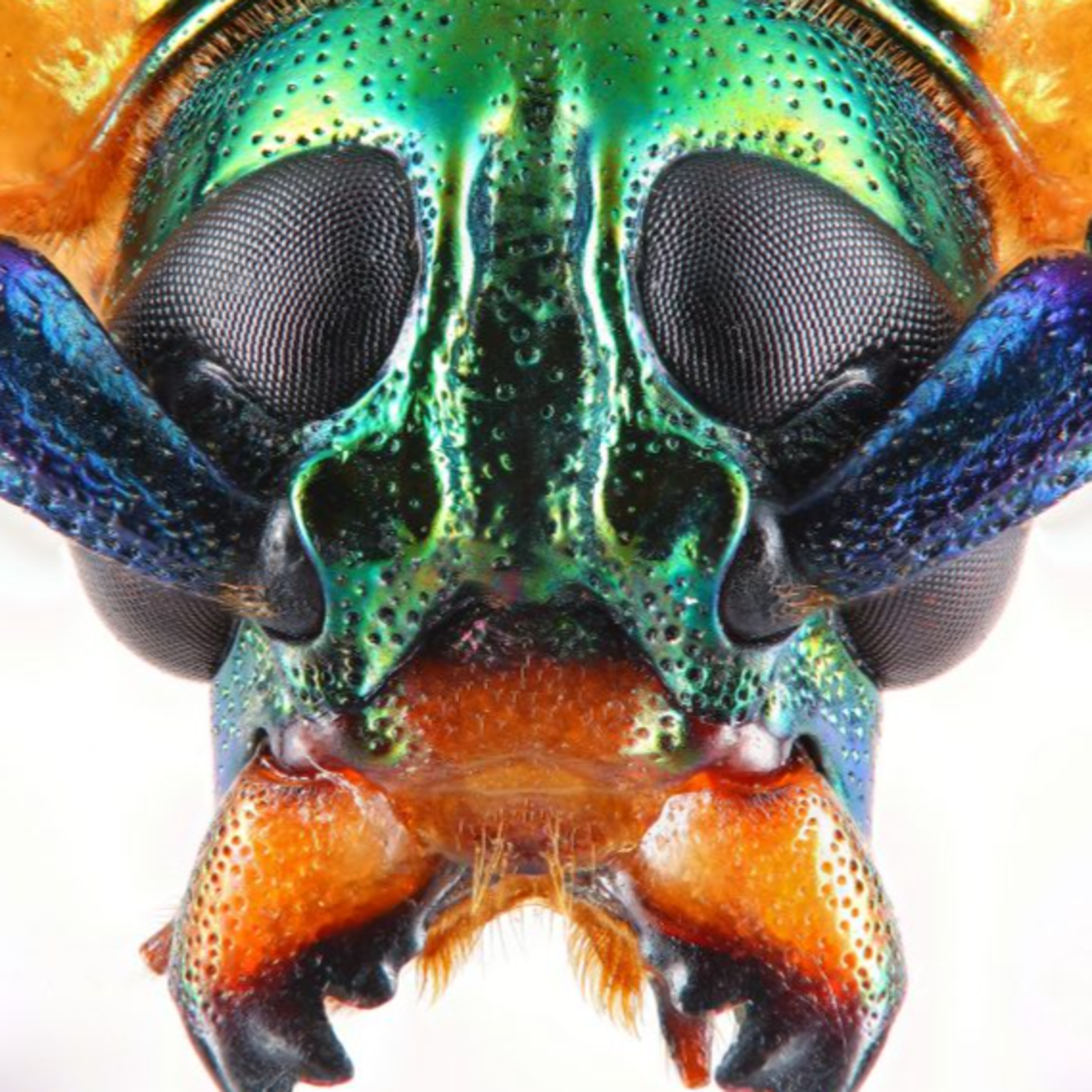 GREENFO - A ZÖLD IRÁNYTŰ