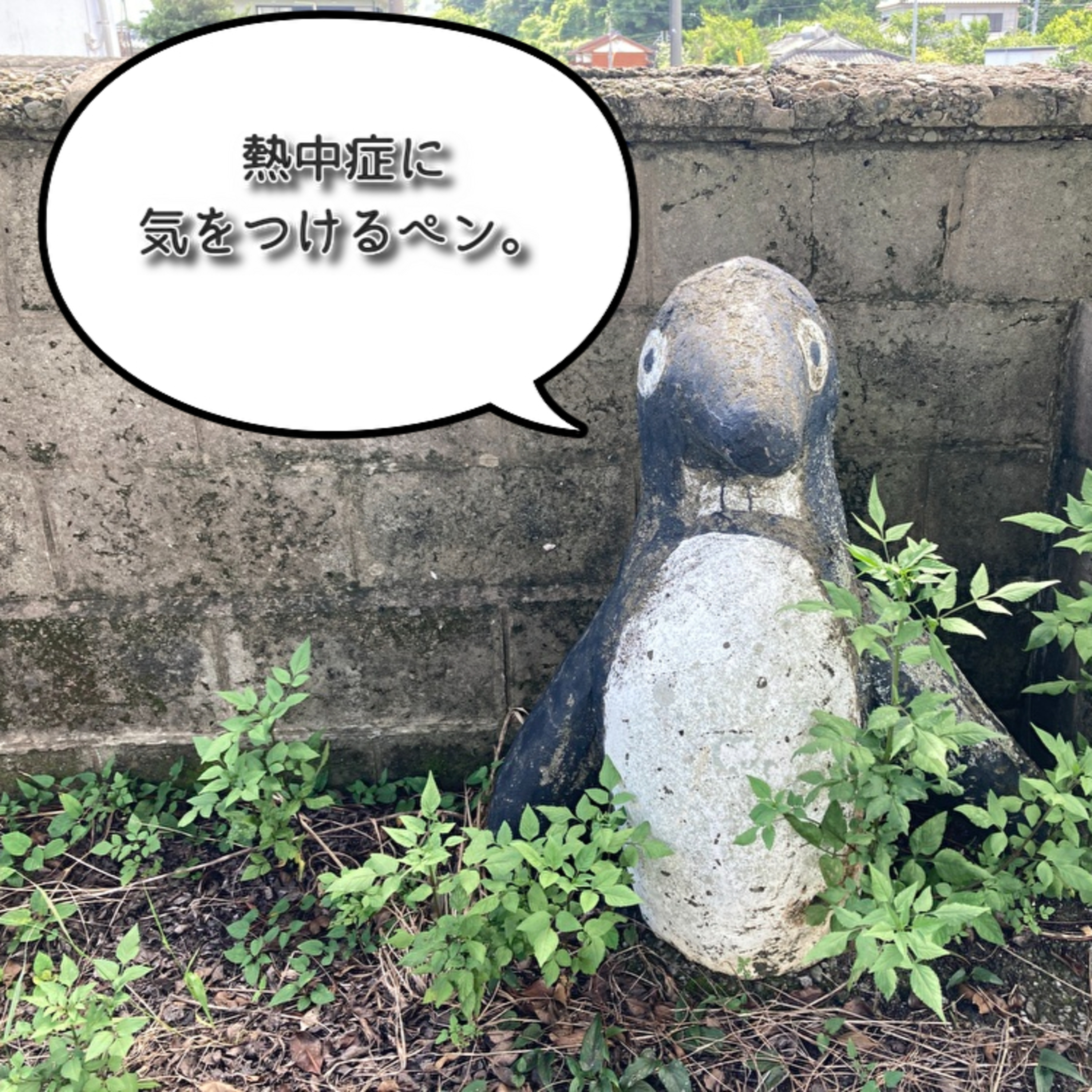 南さつま市地域おこし協力隊 「せーみせみせみせみせみせみ」 episode artwork