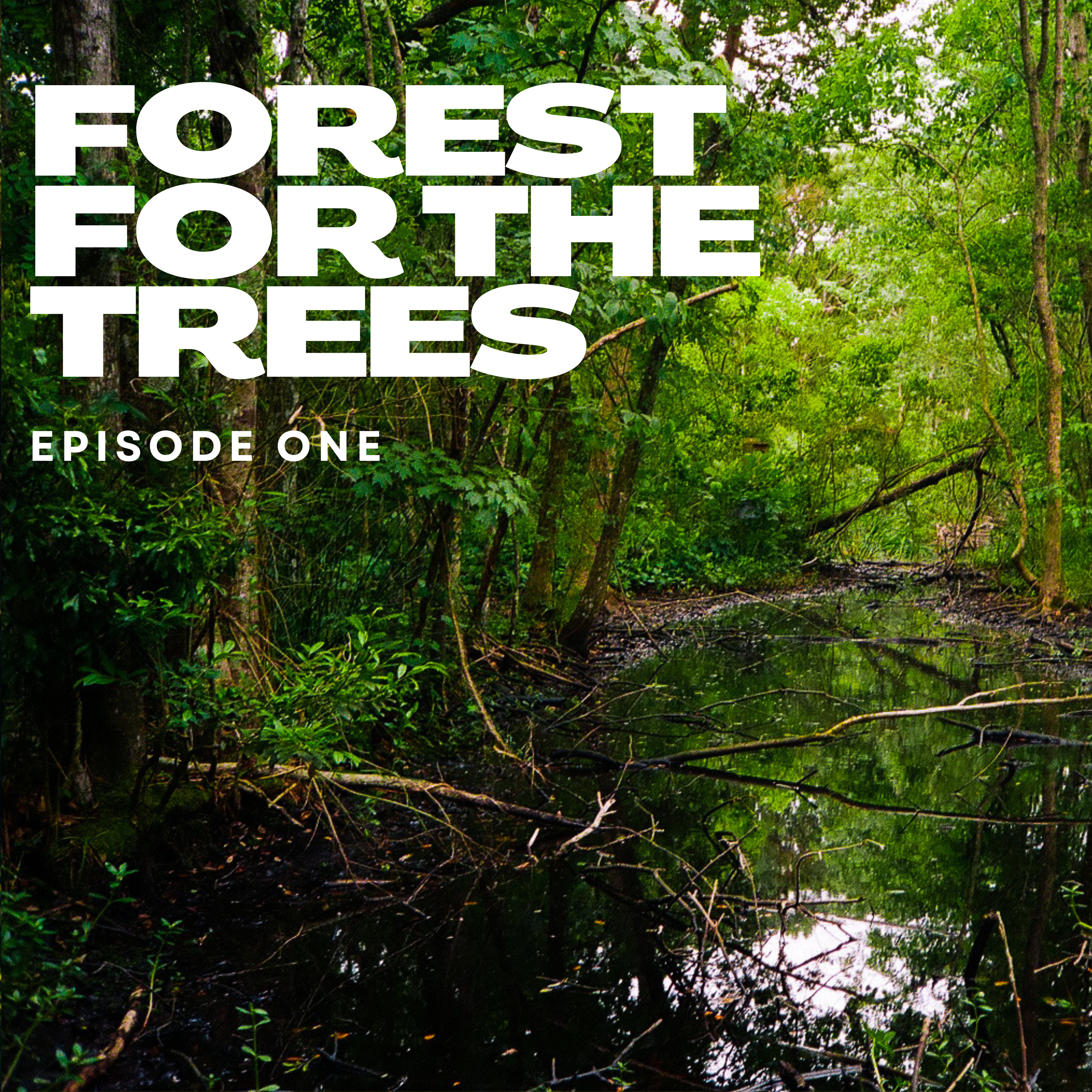 Forest for the Trees