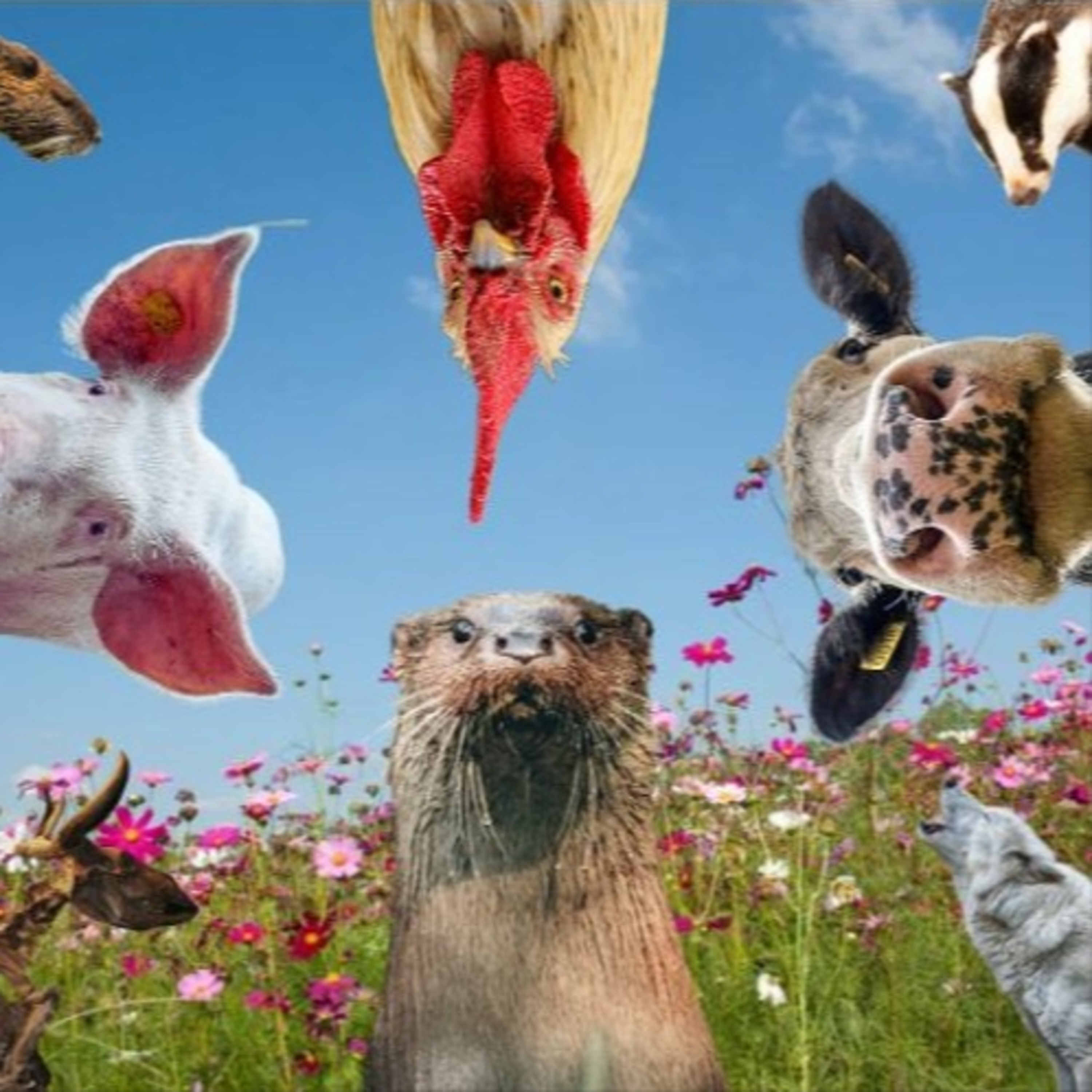 Sacrificial Pigs, Sexy Chickens and Scary Shipworms: Animals of the Low Countries episode artwork