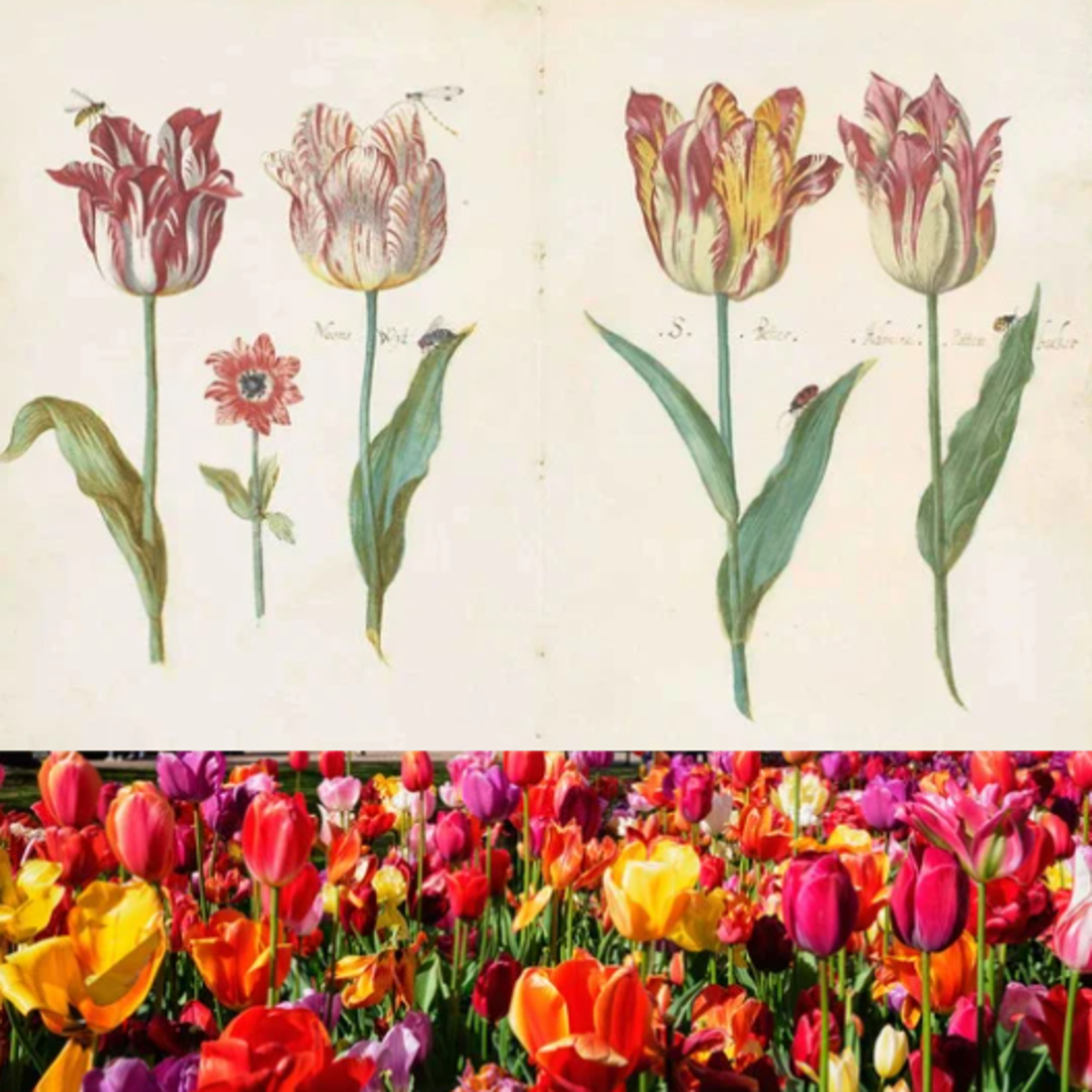 The Tulip: the Myth, the Mania and the Man episode artwork