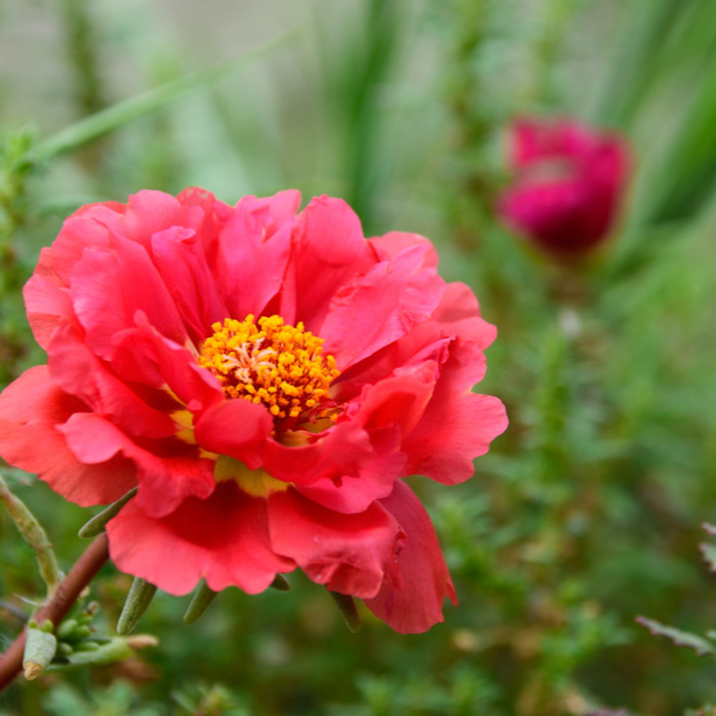 ガーデニングライフ（WBS和歌山放送）