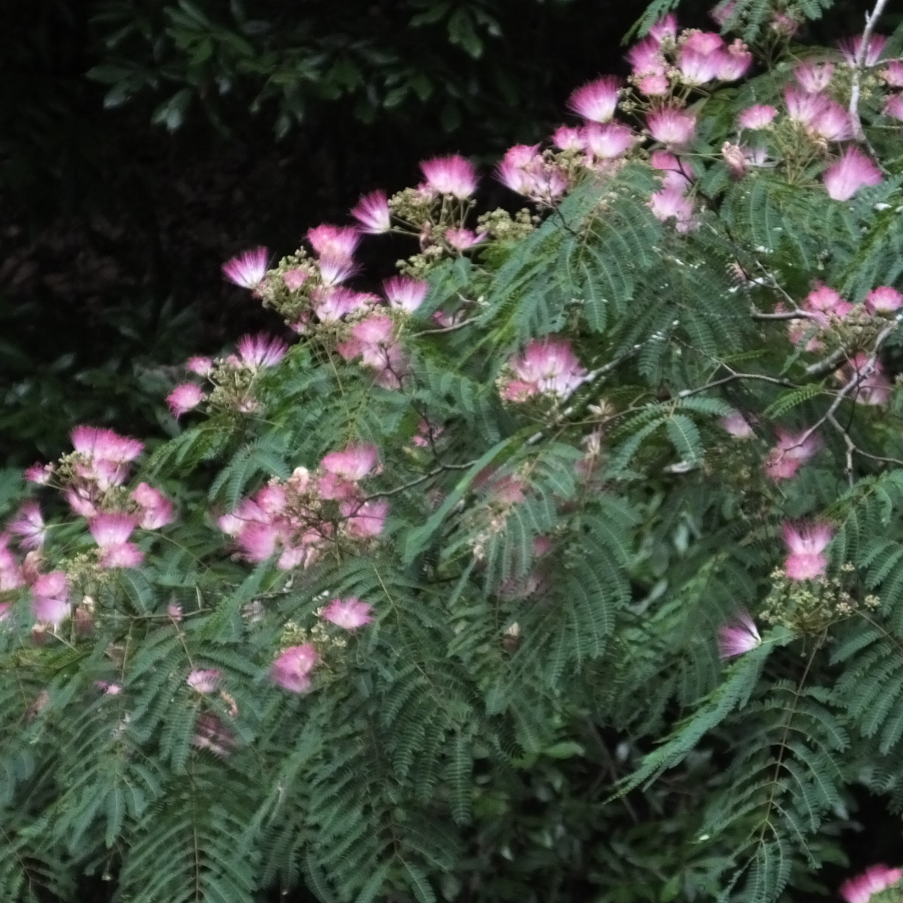 ガーデニングライフ（WBS和歌山放送）