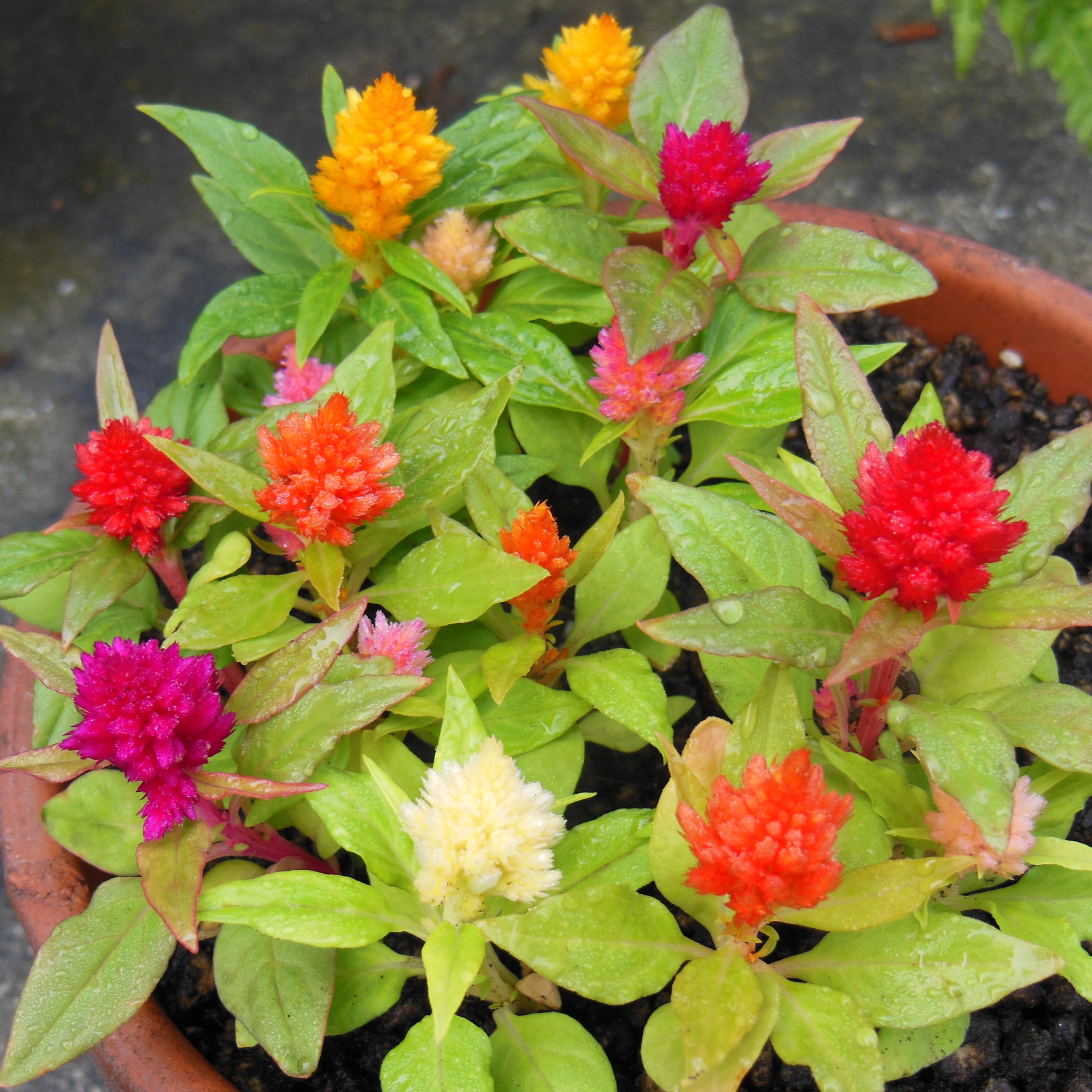 ガーデニングライフ（WBS和歌山放送）