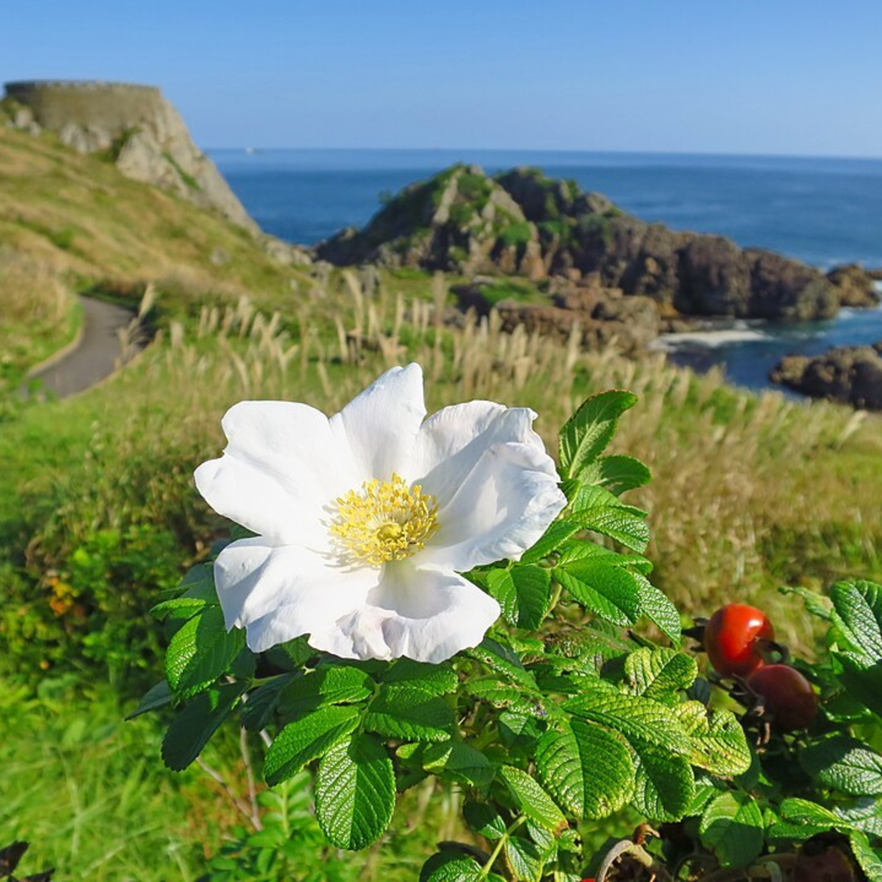 ガーデニングライフ（WBS和歌山放送）