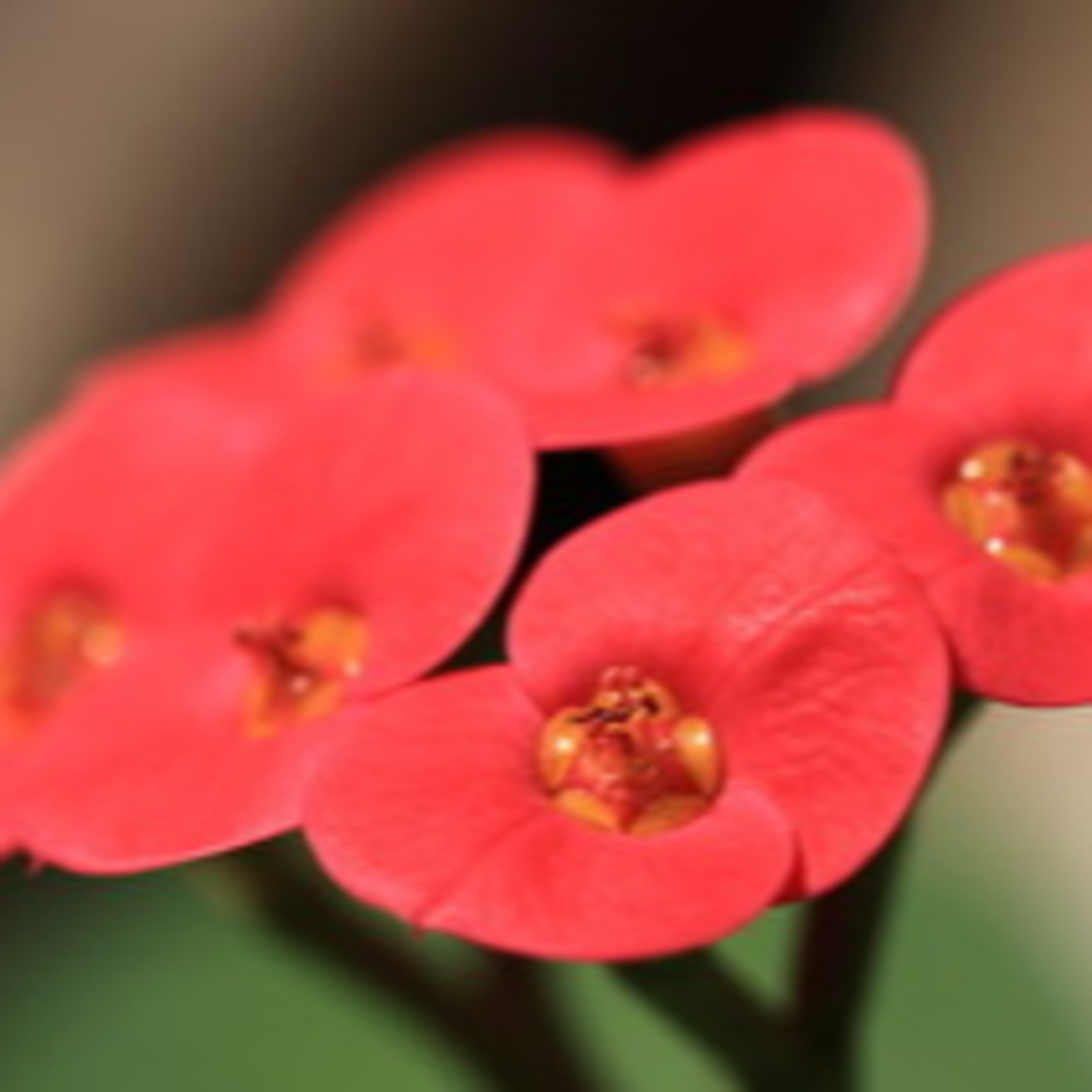 ガーデニングライフ（WBS和歌山放送）