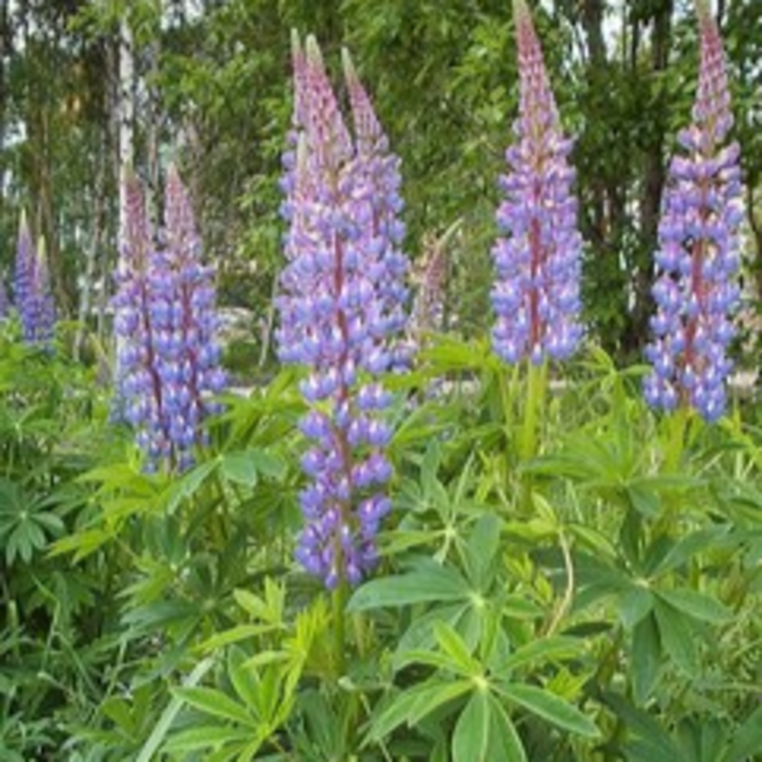 ガーデニングライフ（WBS和歌山放送）