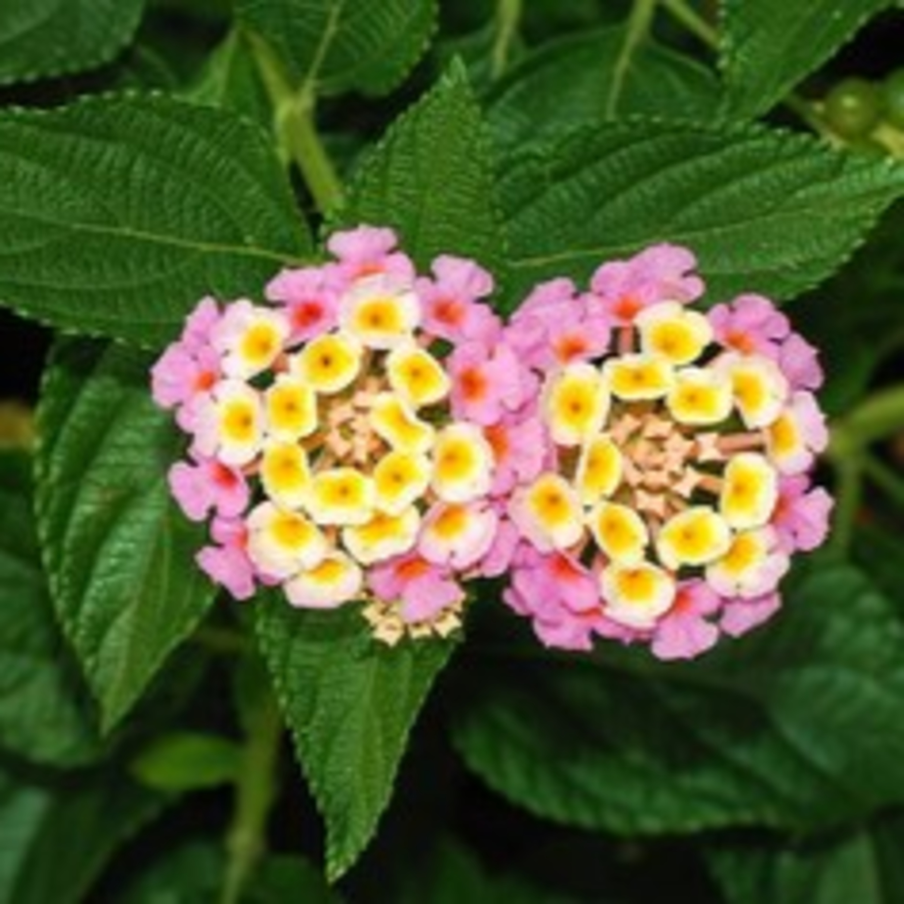 ガーデニングライフ（WBS和歌山放送）