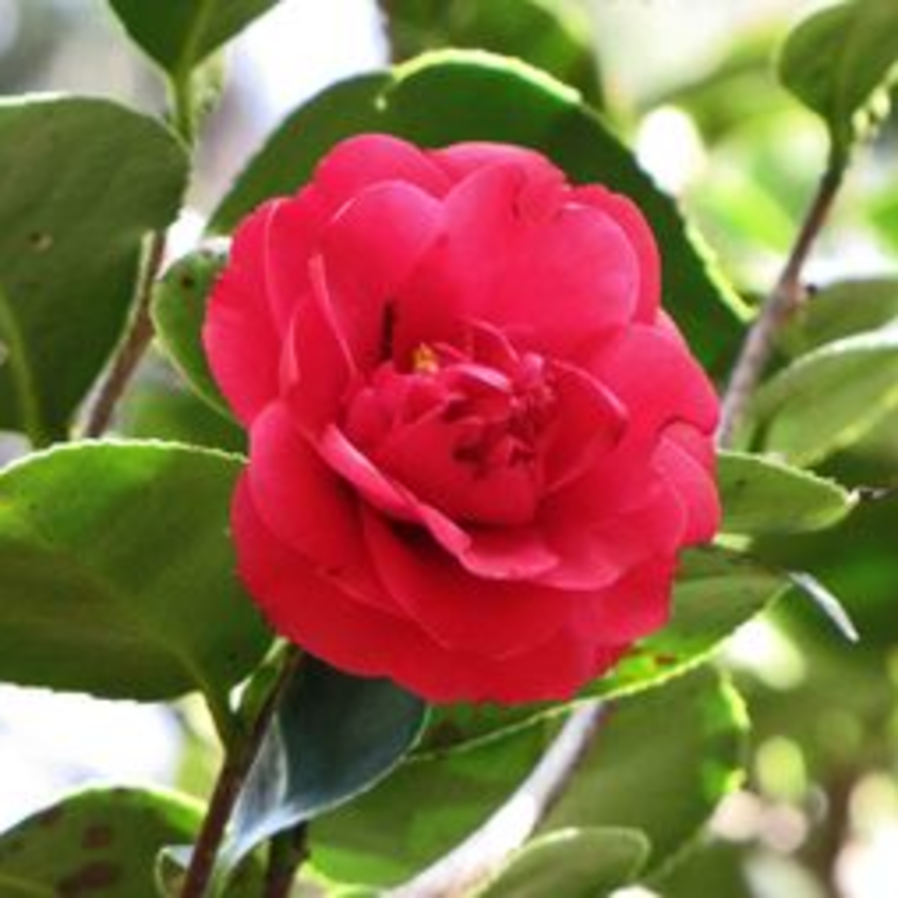 ガーデニングライフ（WBS和歌山放送）