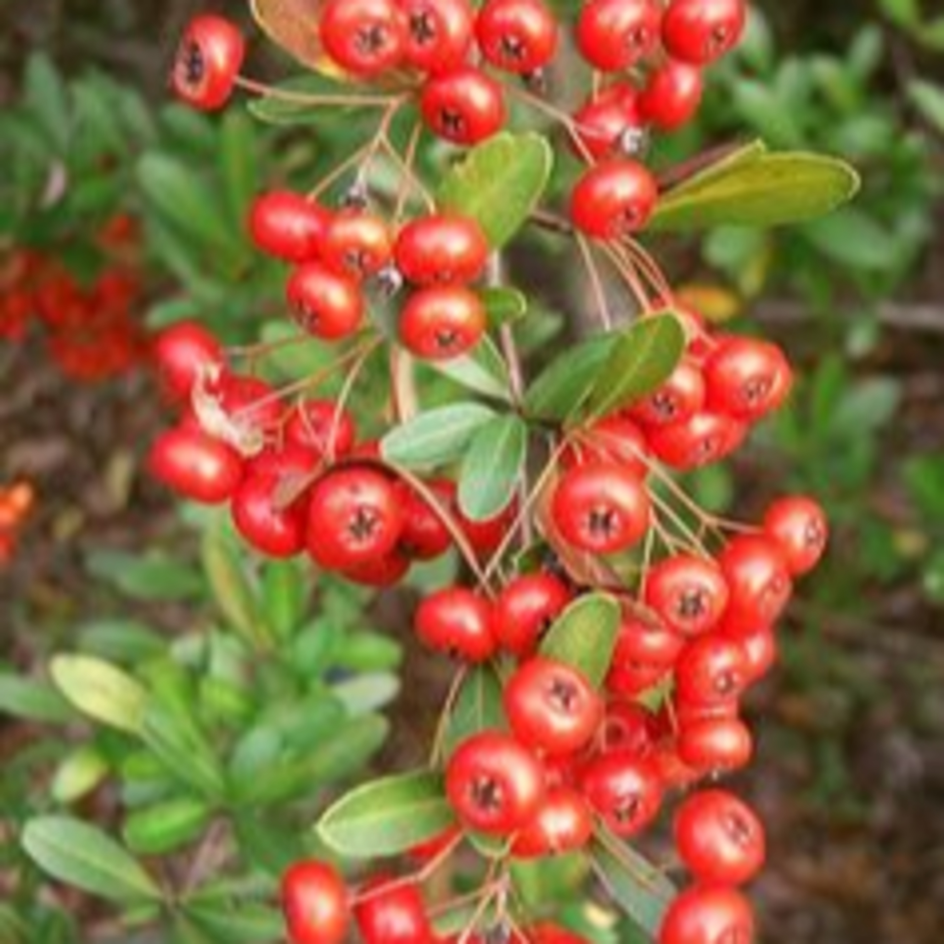 ガーデニングライフ（WBS和歌山放送）