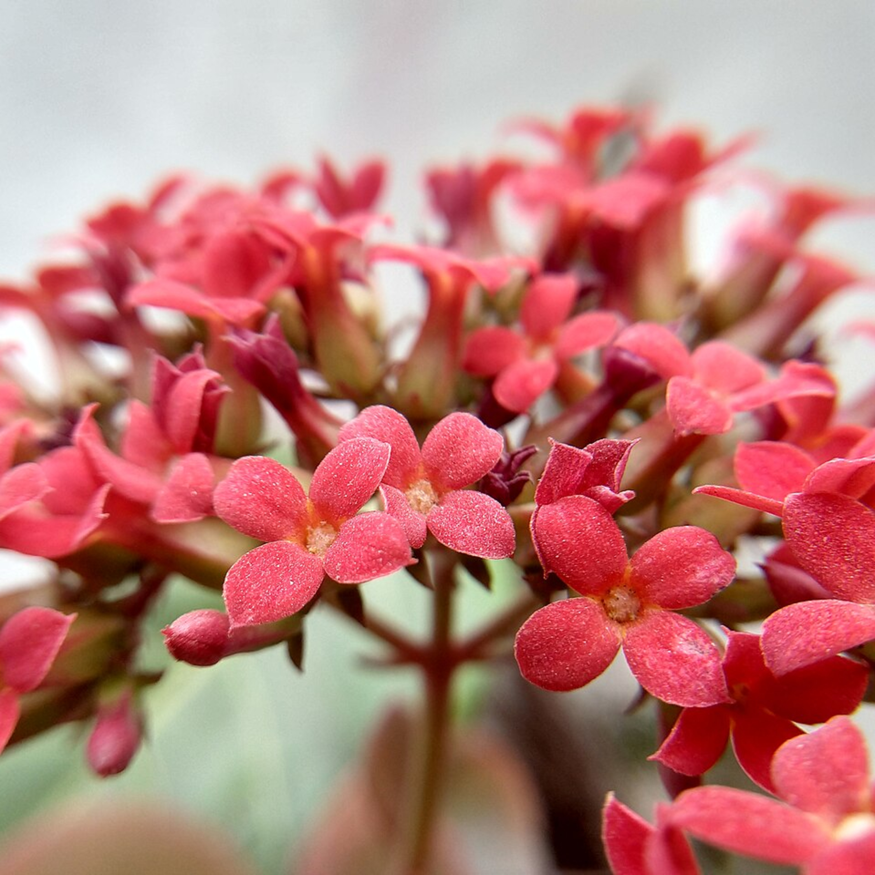 ガーデニングライフ（WBS和歌山放送）