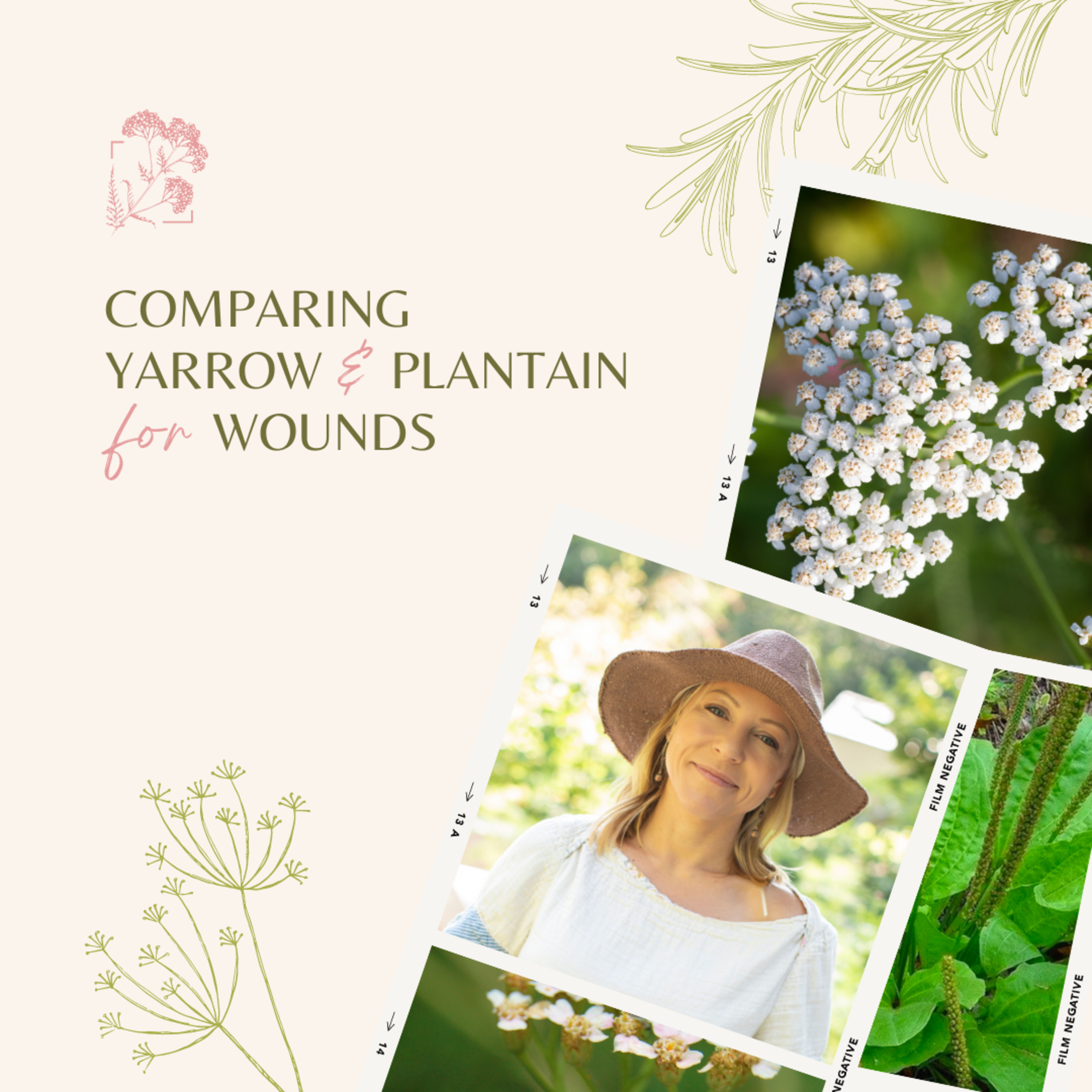 Comparing Yarrow and Plantain for Wounds