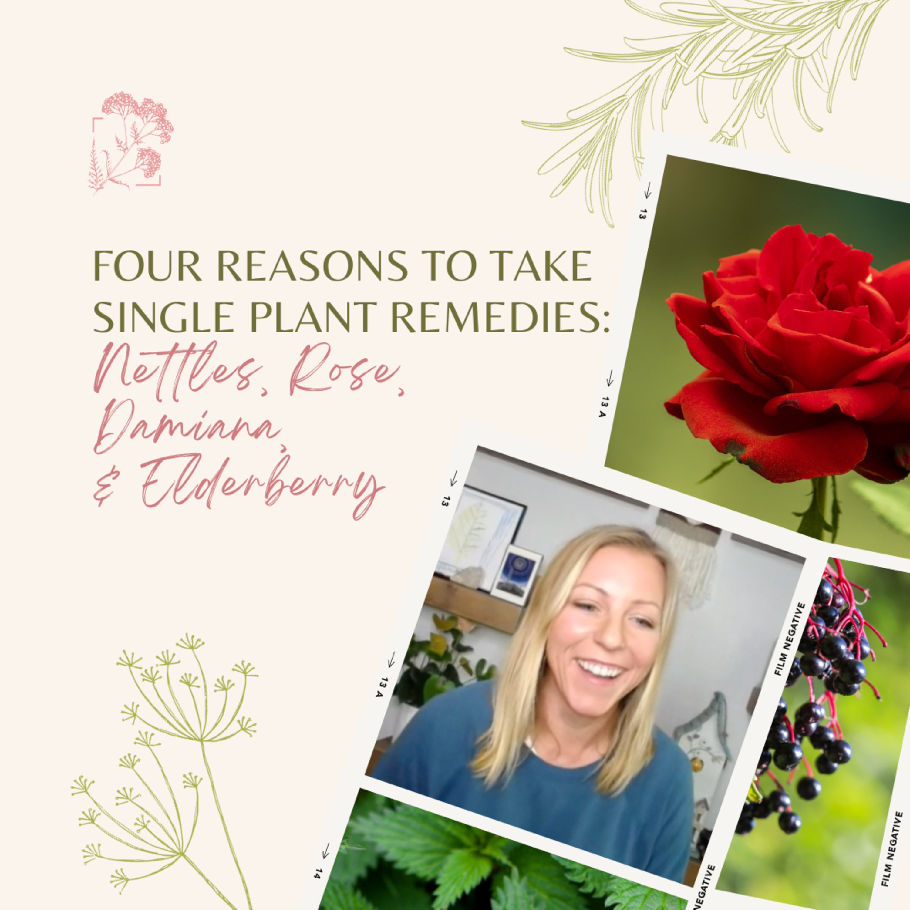 Four Reasons to Take Single Plant Remedies: Nettles, Rose, Damiana, and Elderberry episode artwork