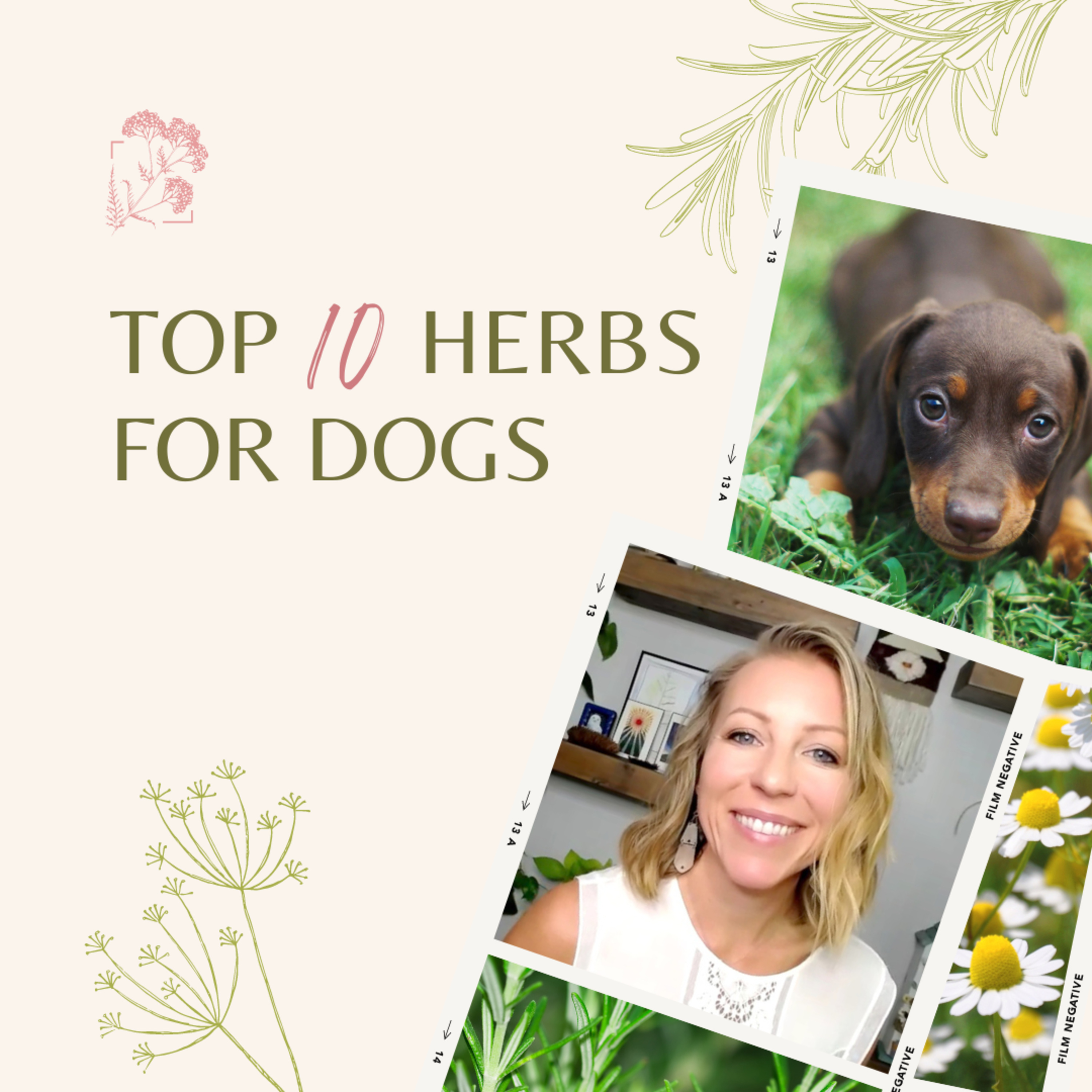 Sky House Herbs