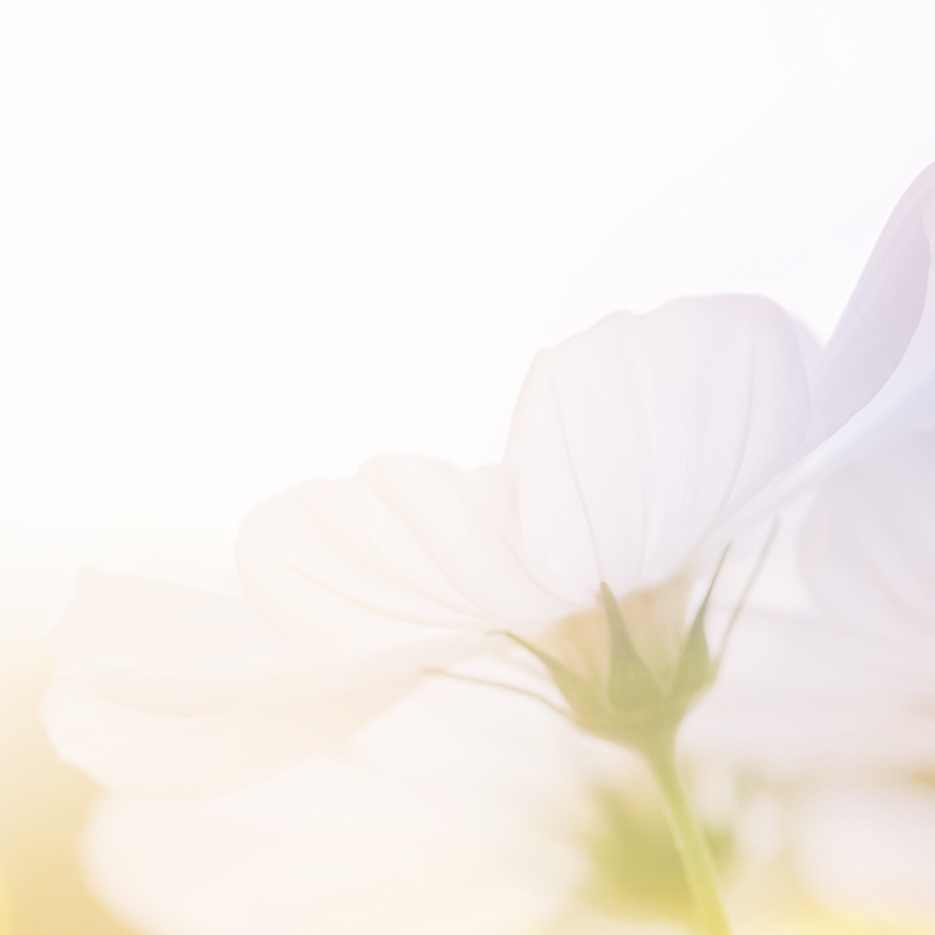 Soul Illuminations with Dr. Amanda Love