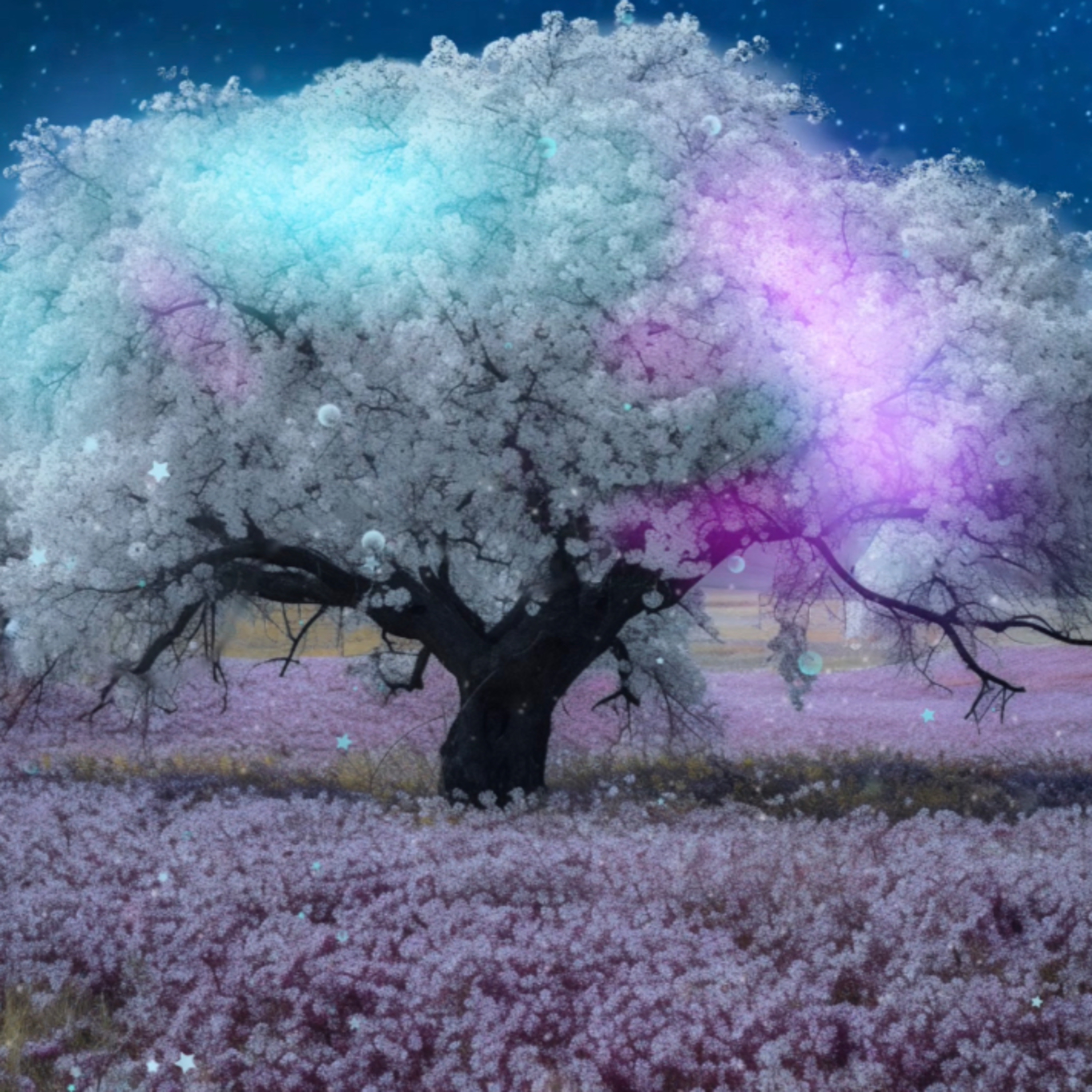 Soul Illuminations with Dr. Amanda Love