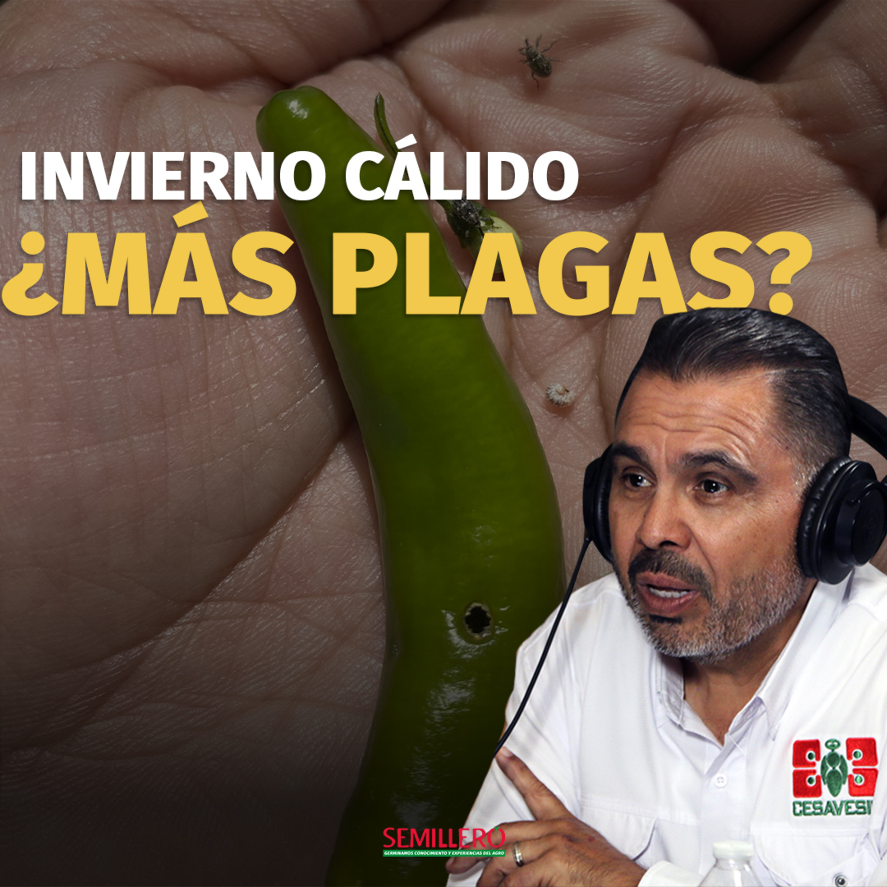 Control biológico: así enfrenta Sinaloa las plagas del campo | Leonel Murillo episode artwork