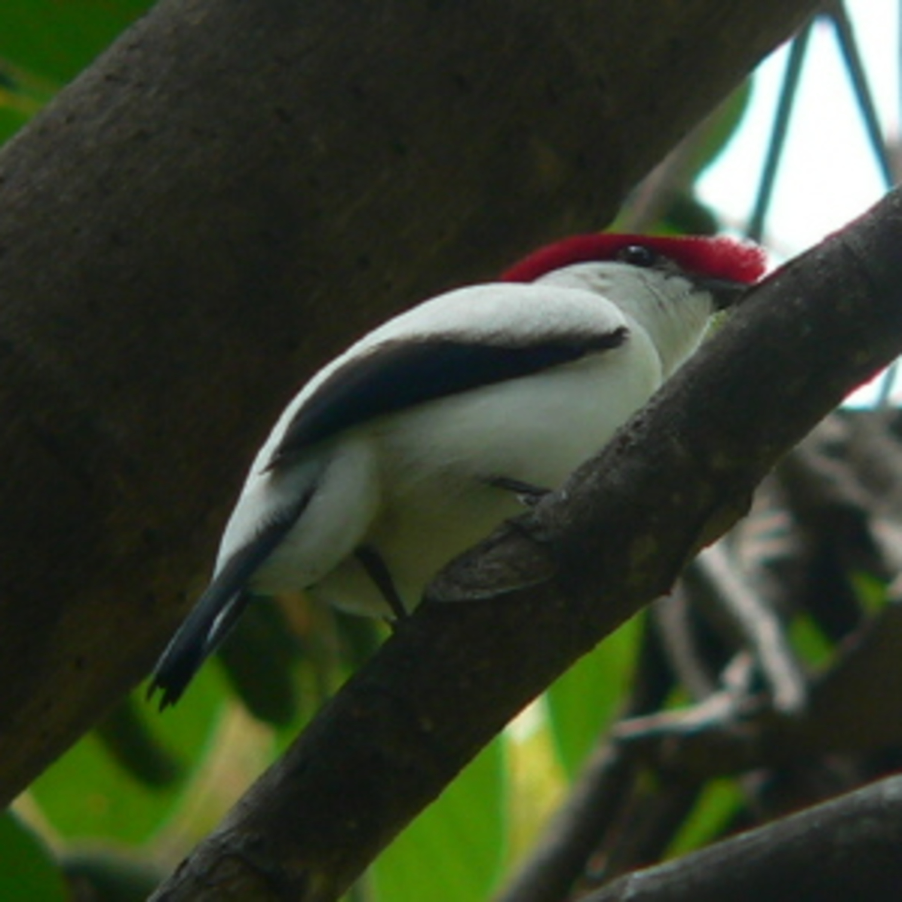 182 Ceara, Brazil - Search for Araripe Manakin