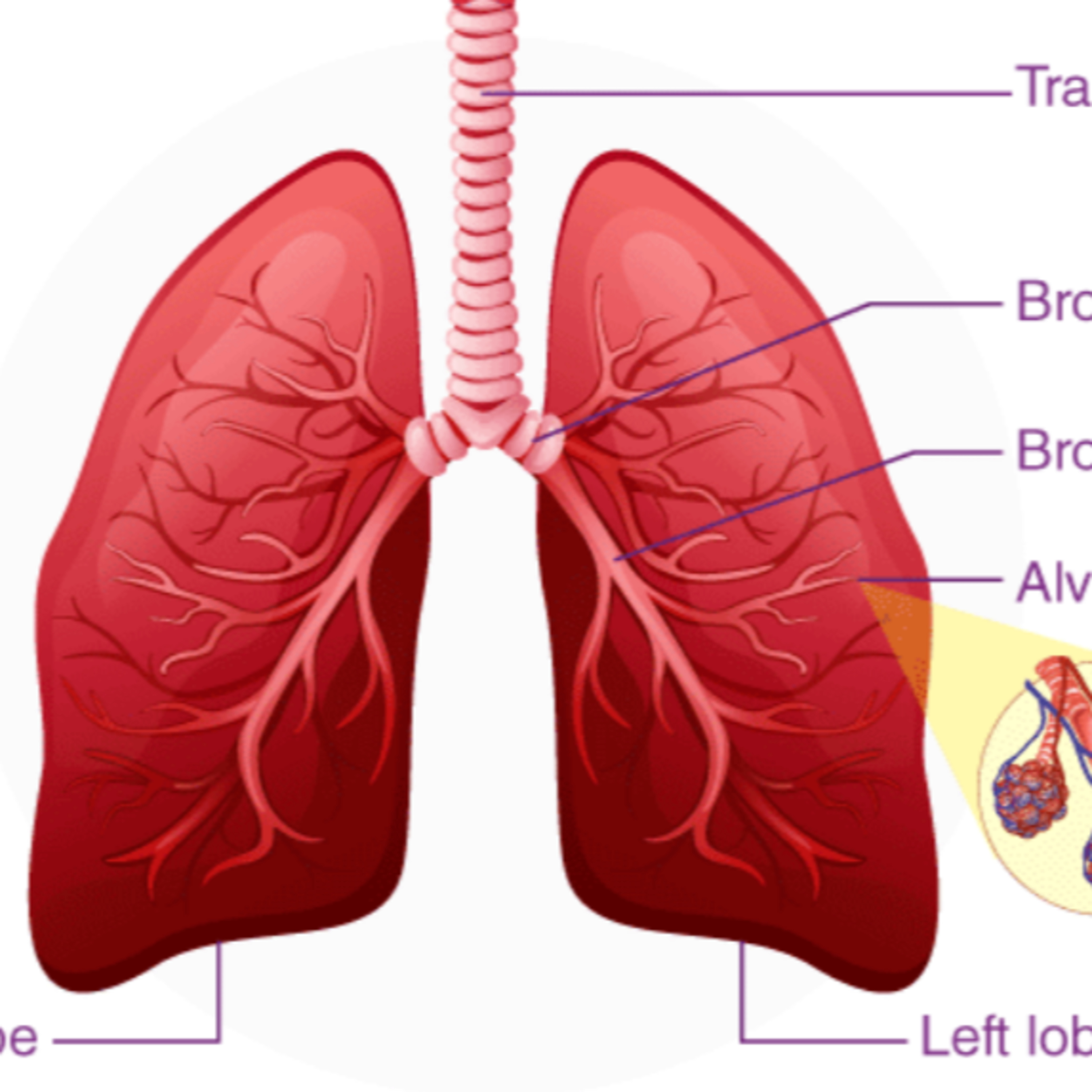 Heal your Lungs Meditation episode artwork