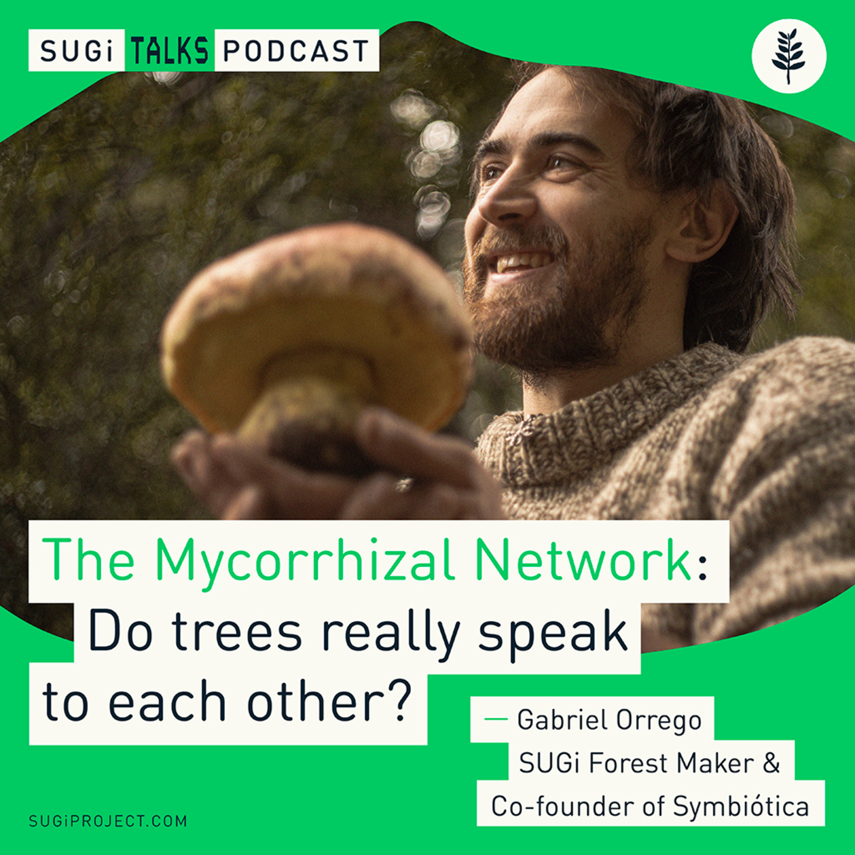 The Mycorrhizal Network: Do trees really speak to each other? episode artwork