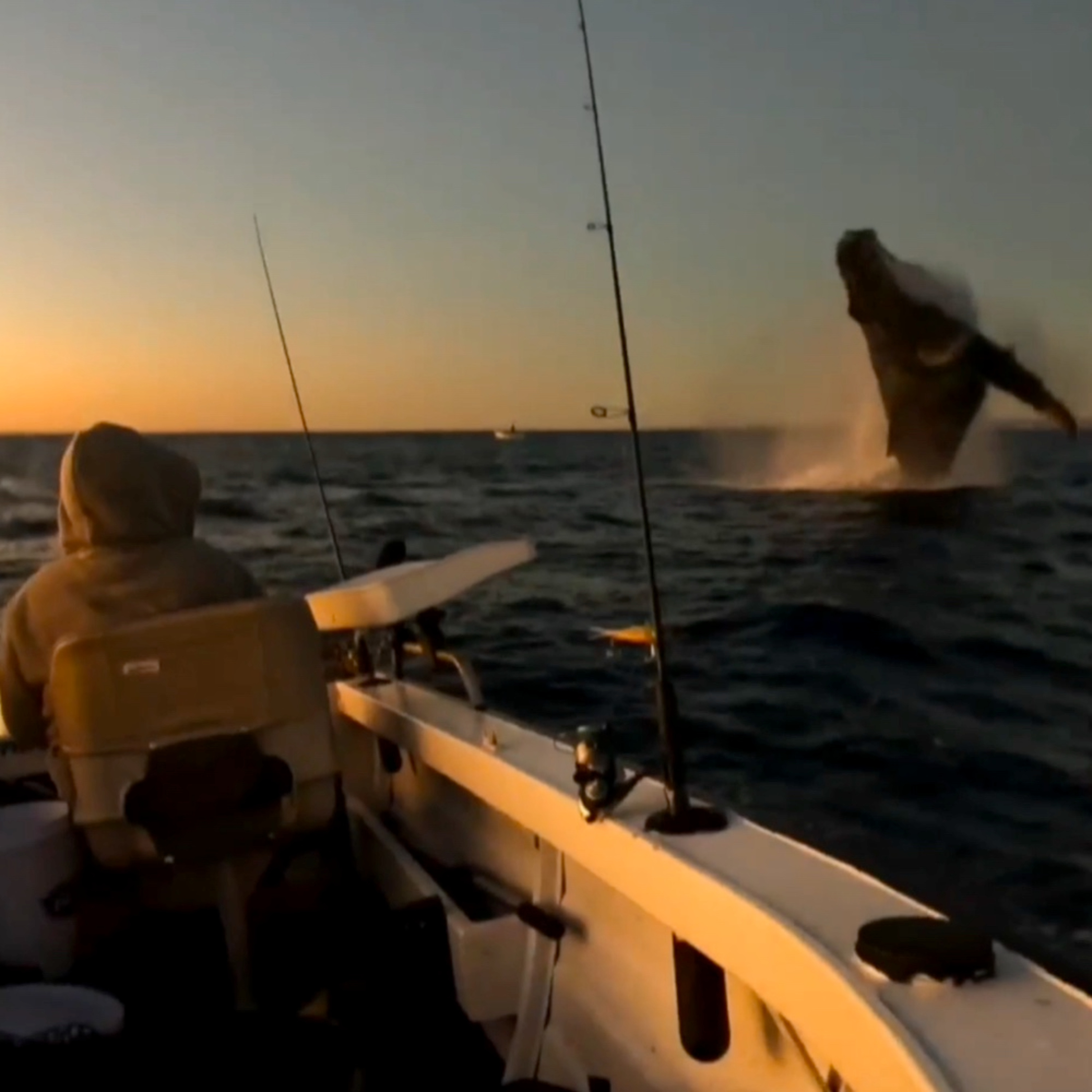 EP 40: A Whale Nearly Landed on Them, and They Caught It All on Camera, with Adam & Max episode artwork