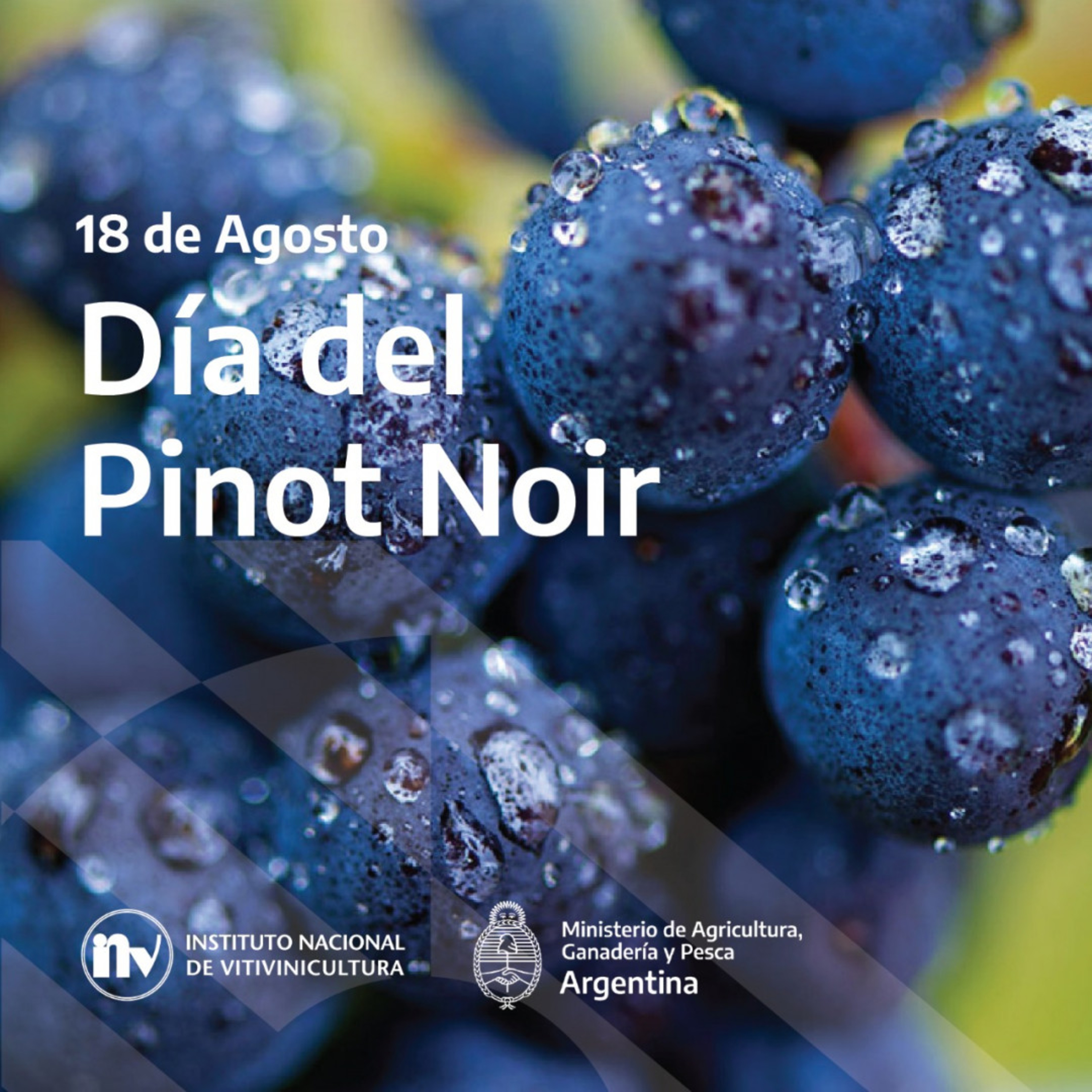 DÍA DEL PINOT NOIR