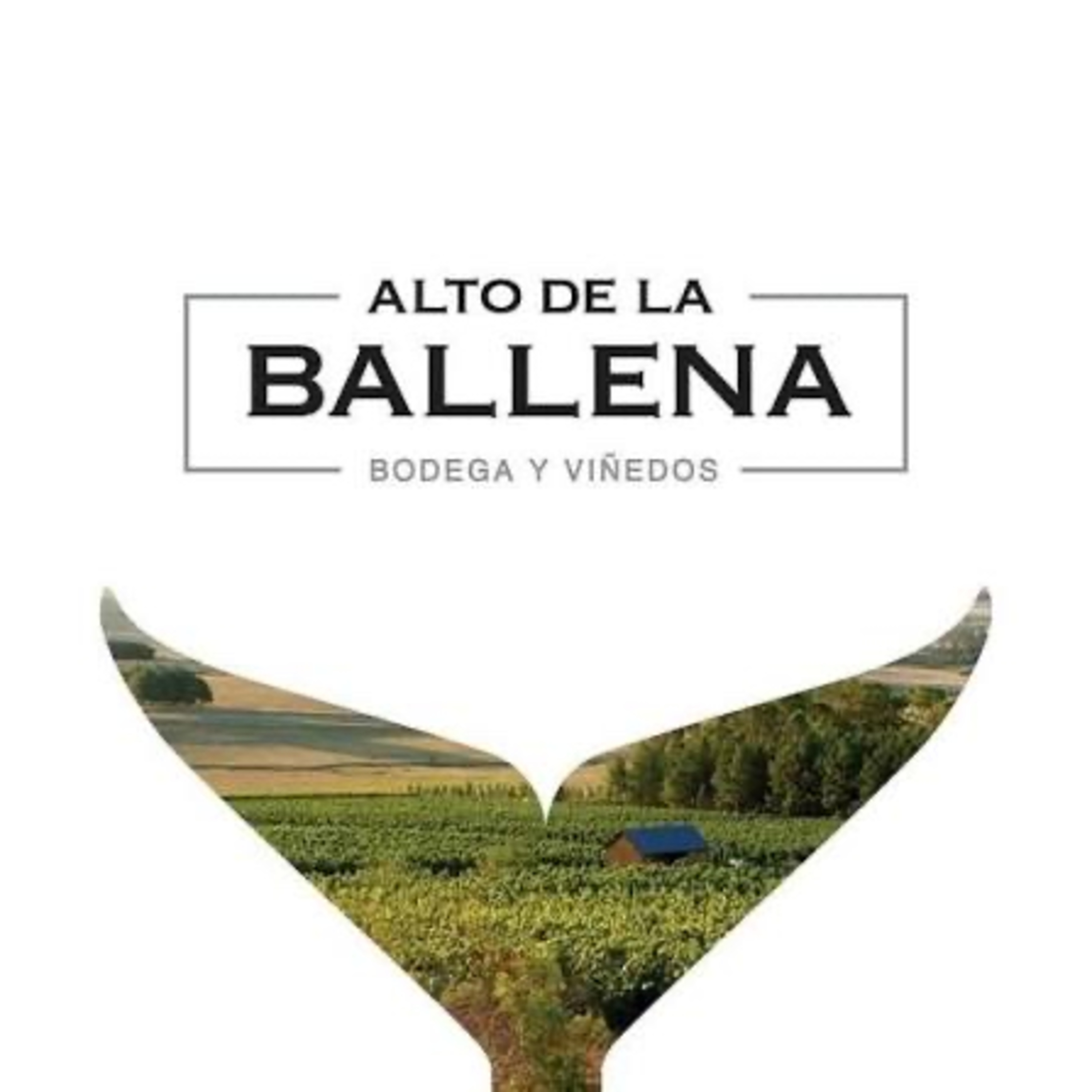 PABLO RICCARDI - ALTO DE LA BALLENA (MALDONADO, URUGUAY) episode artwork