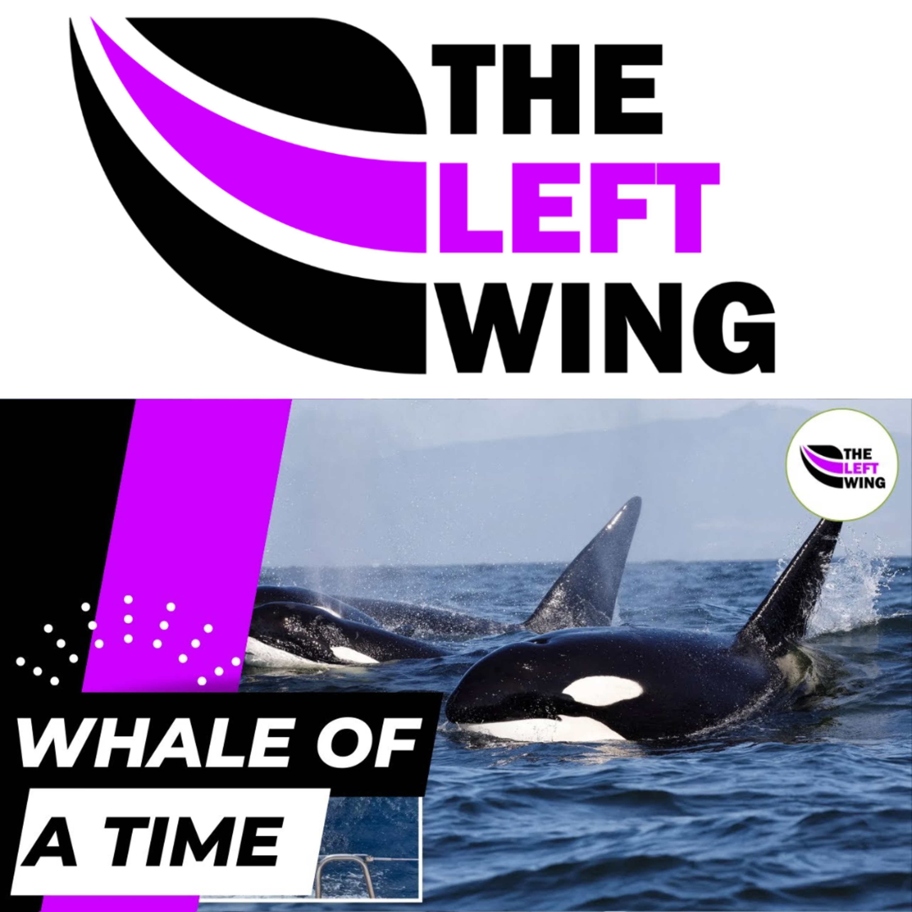 Why Are Killer Whales Attacking DOZENS Of Boats? Is It Orca-Strated? - The Left Wing 7.2 episode artwork