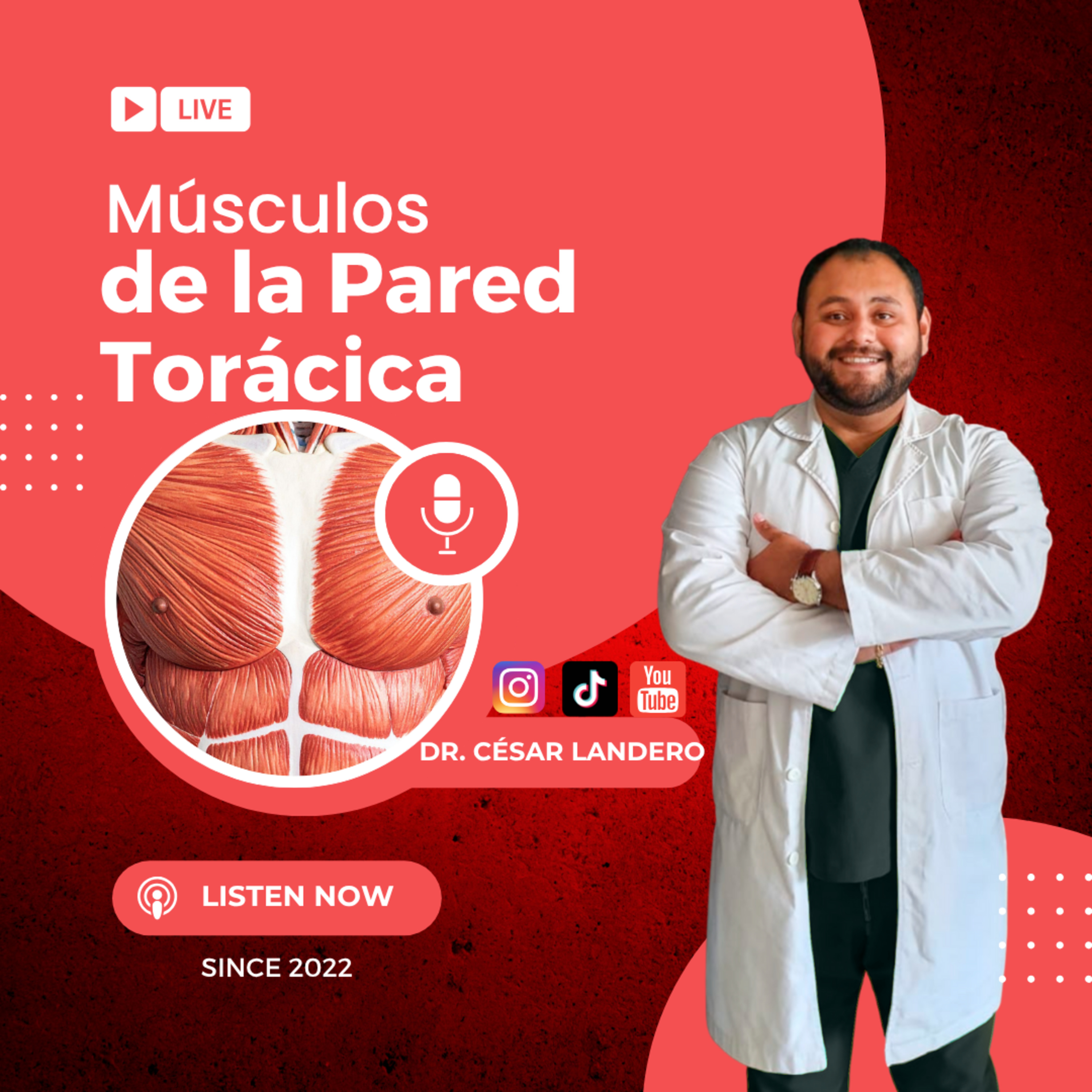 EP13T2 Músculos de la Pared Torácica episode artwork