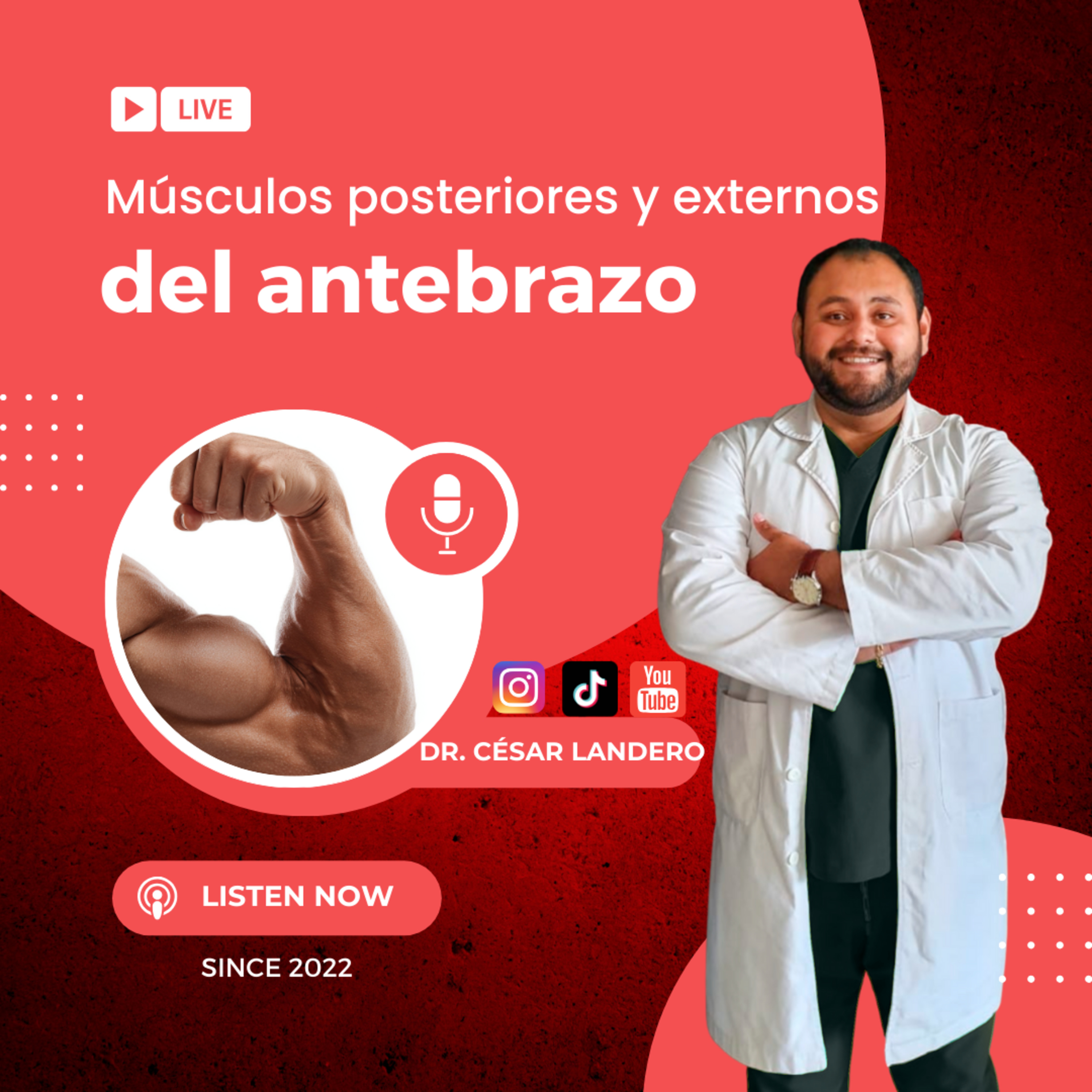 EP19T2 Músculos Laterales y Posteriores: La Estabilidad del Antebrazo