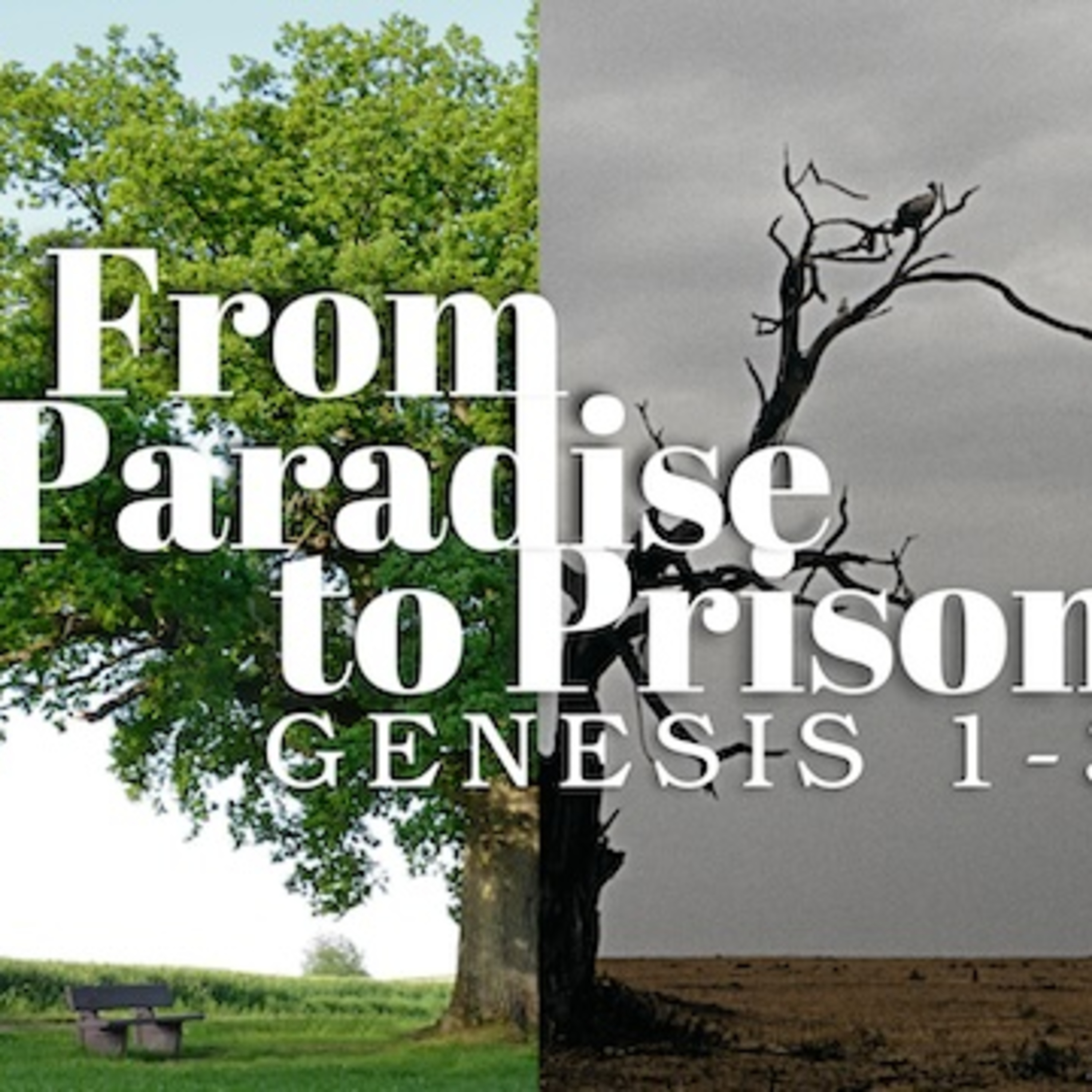 The Location and Probation of Man - Gardens, Trees and Death | Genesis 2:8-17 episode artwork