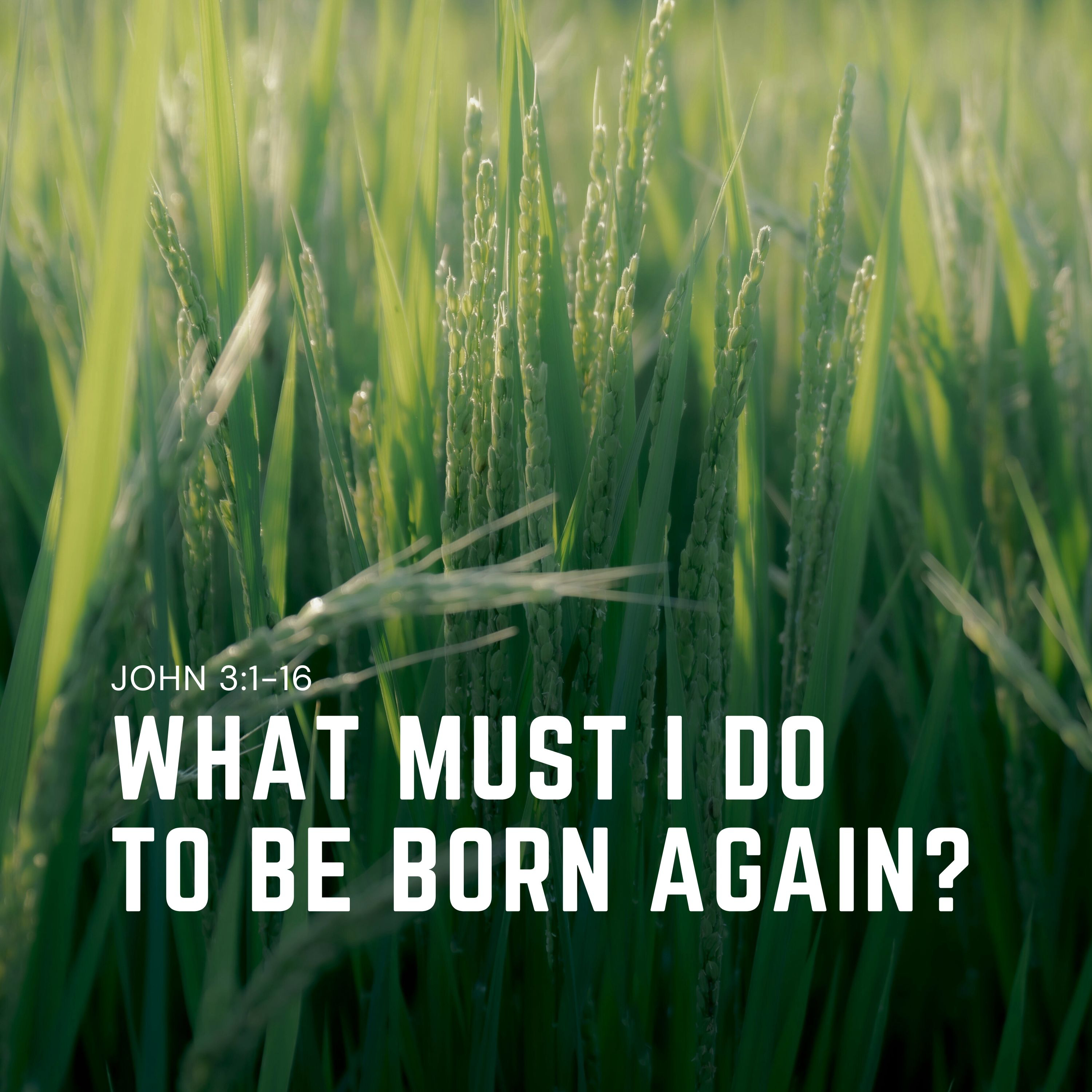What Must I Do To Be Born Again? / John 3:1-16 episode artwork
