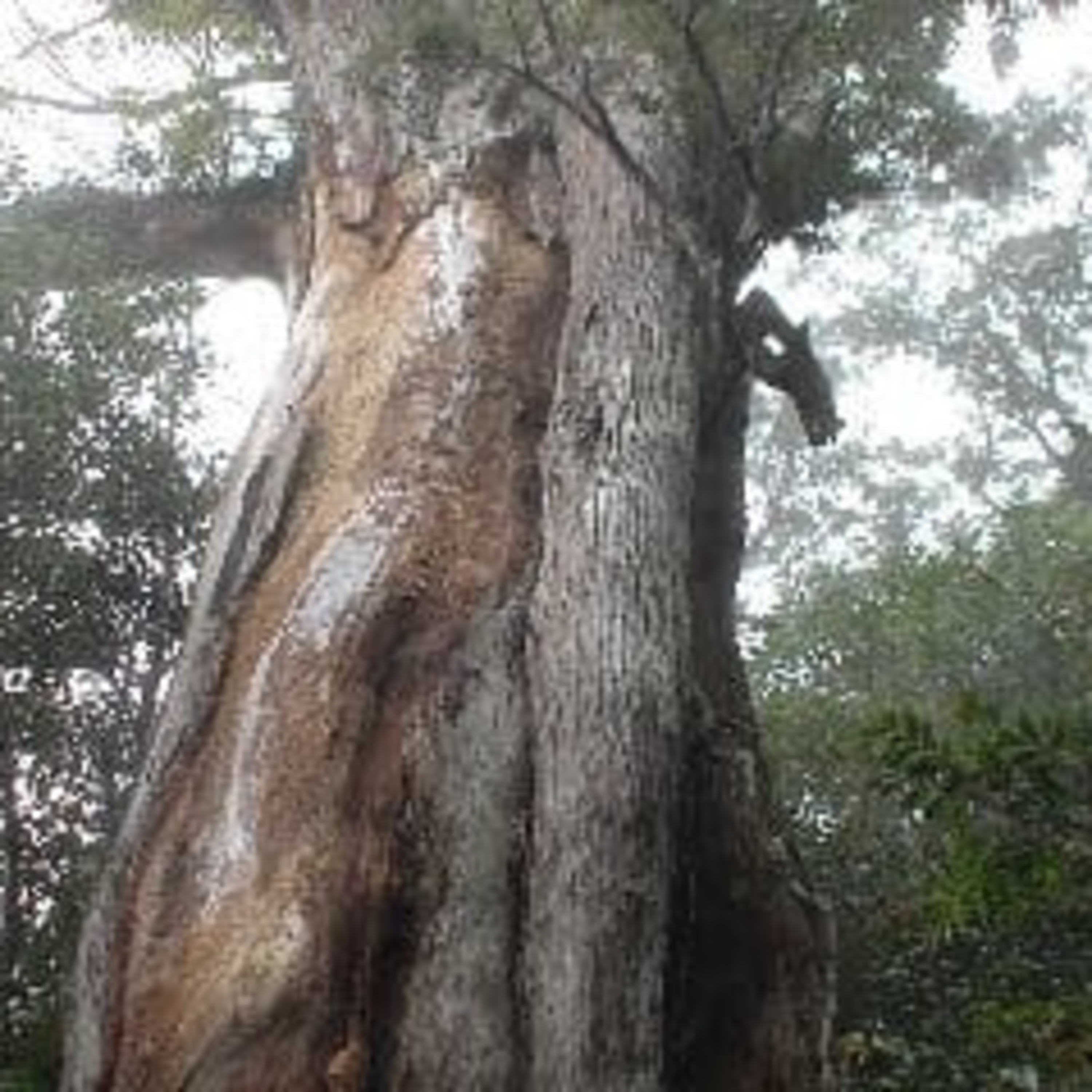 【第35回】屋久島の樹齢3000年弥生杉、台風で倒れる他 episode artwork