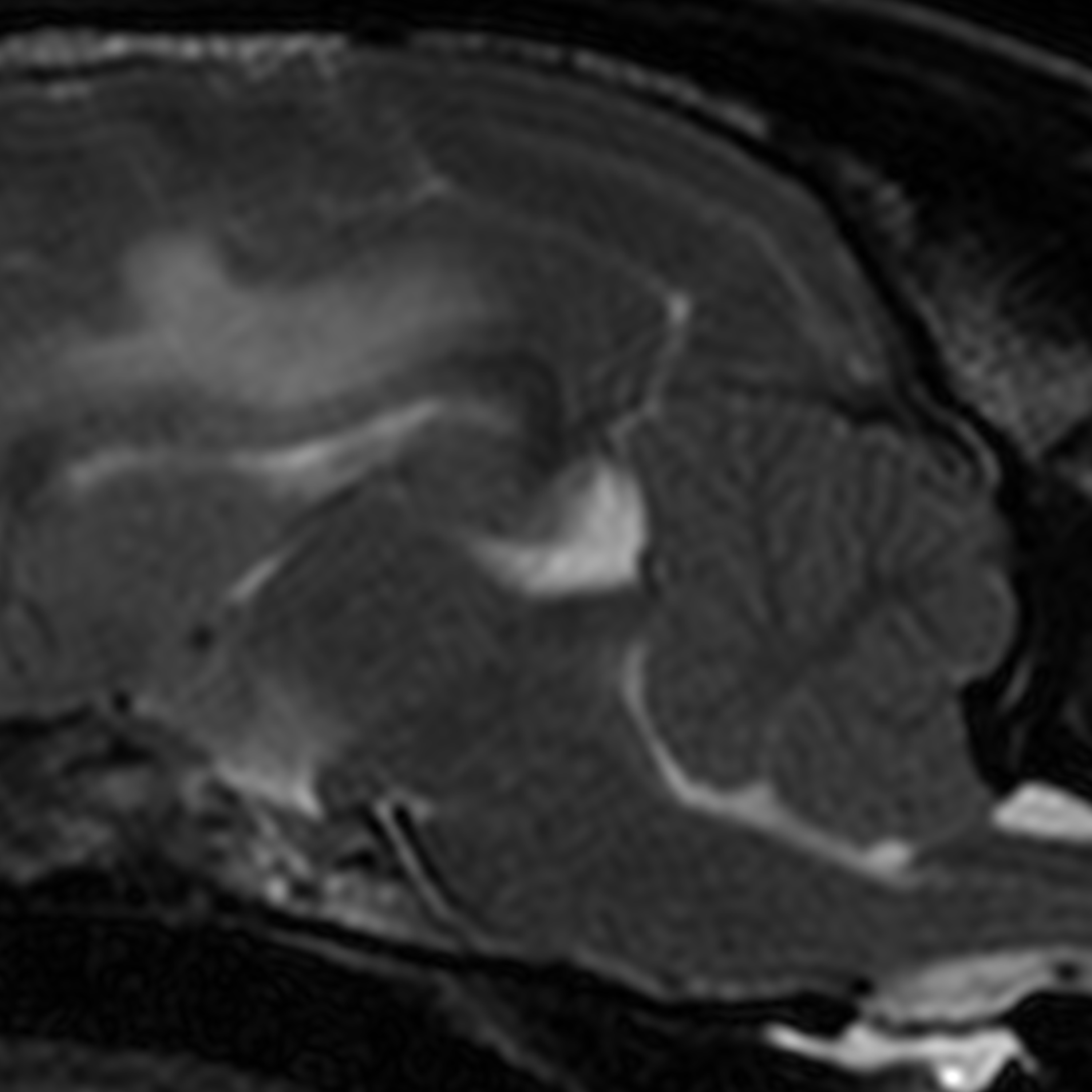Intracranial pressure and MRI indicators of intracranial hypertension in veterinary medicine episode artwork