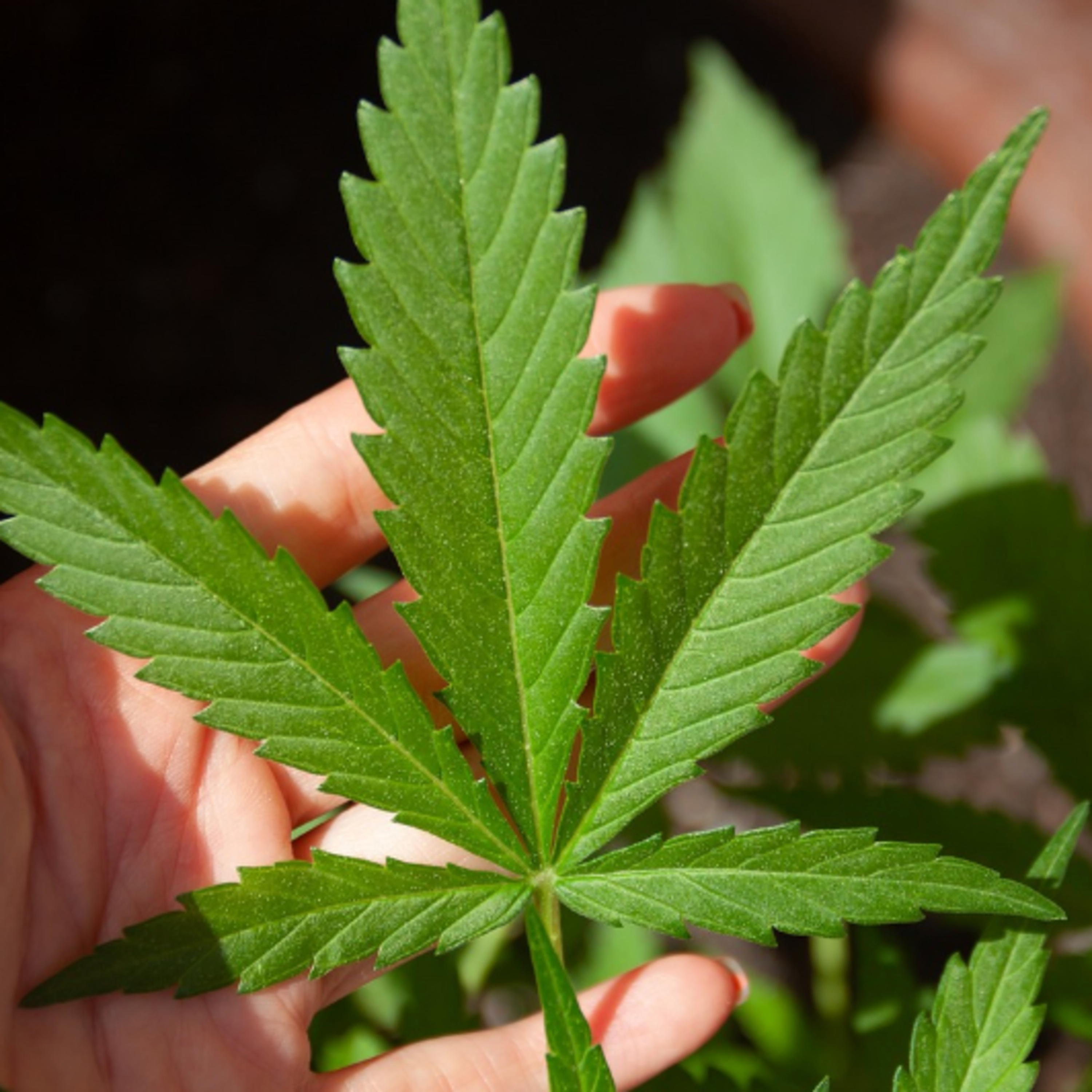 Cannabidiol (CBD) for Canine Epilepsy episode artwork