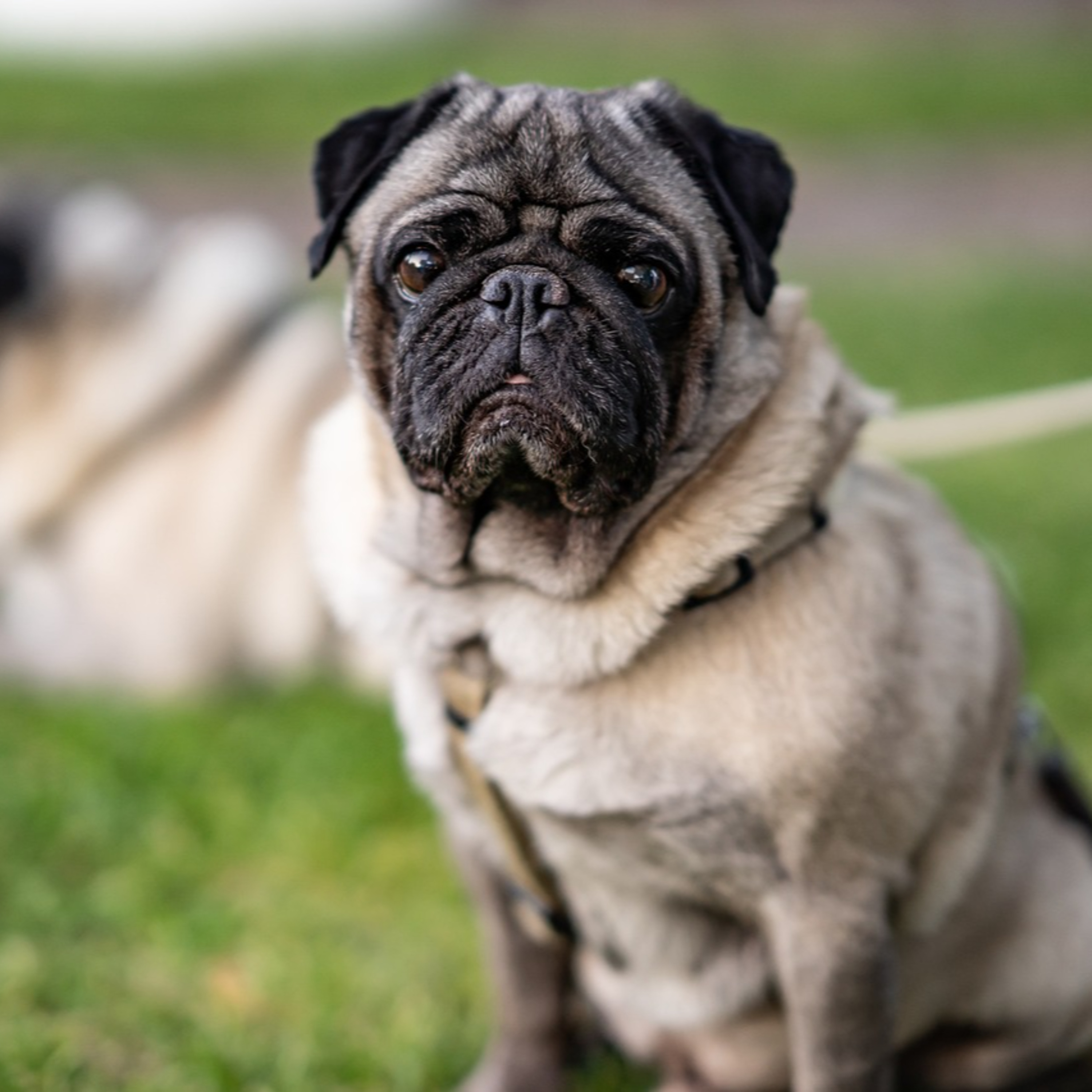 How I Treat Thoracolumbar Myelopathies in Pug Dogs episode artwork